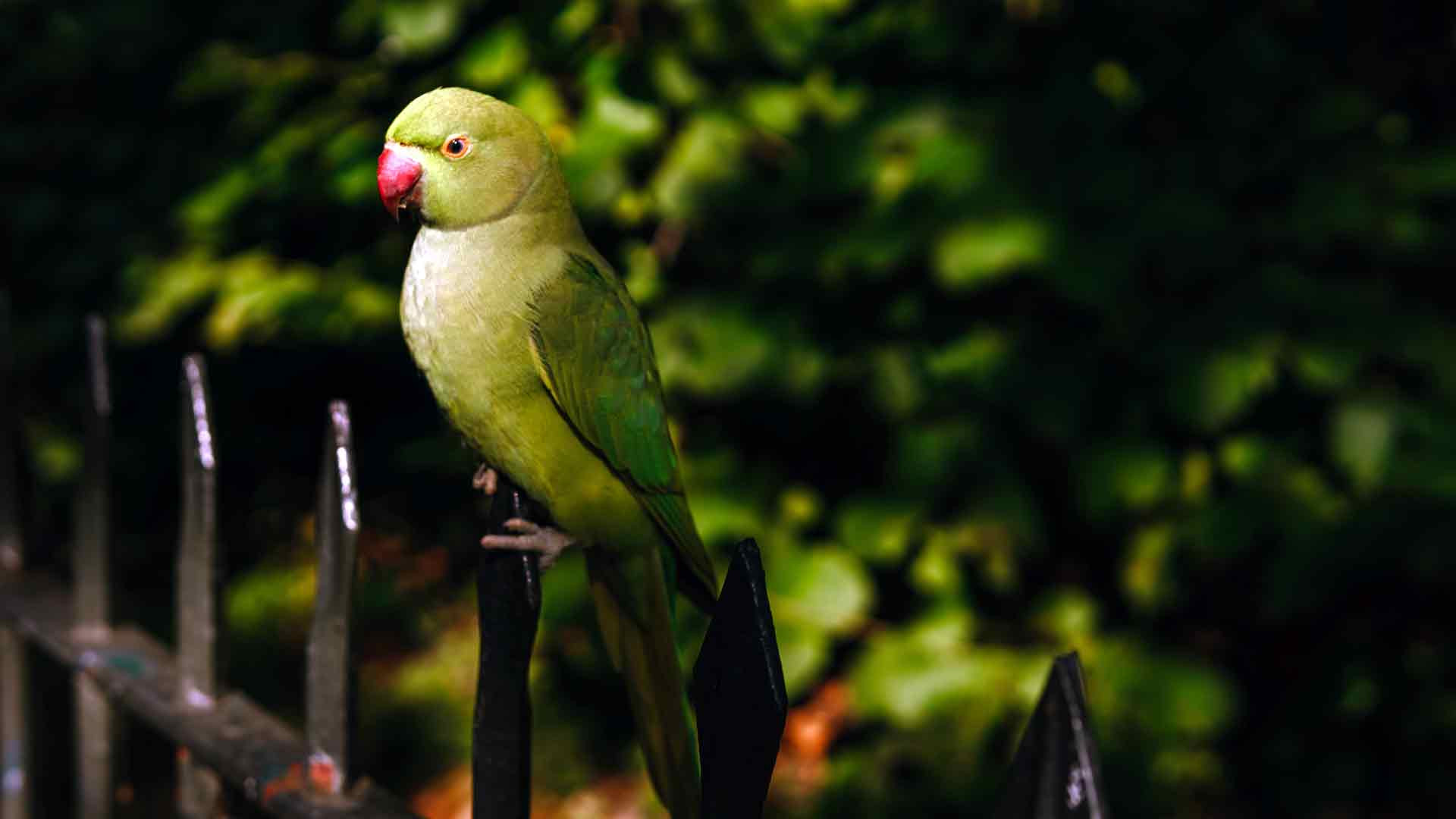可爱的绿鹦鹉野生动物公园伦敦 5K
