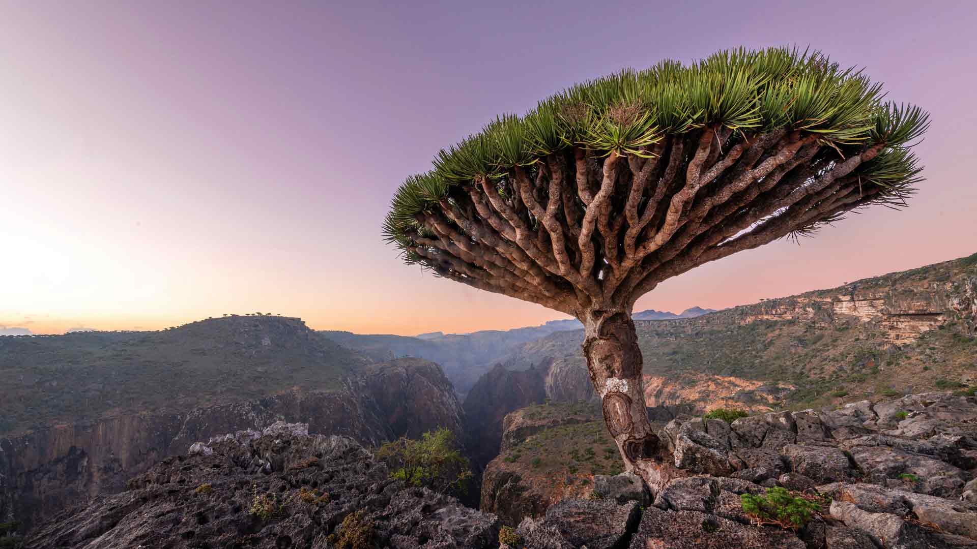 龙血树日落索科特拉岛也门