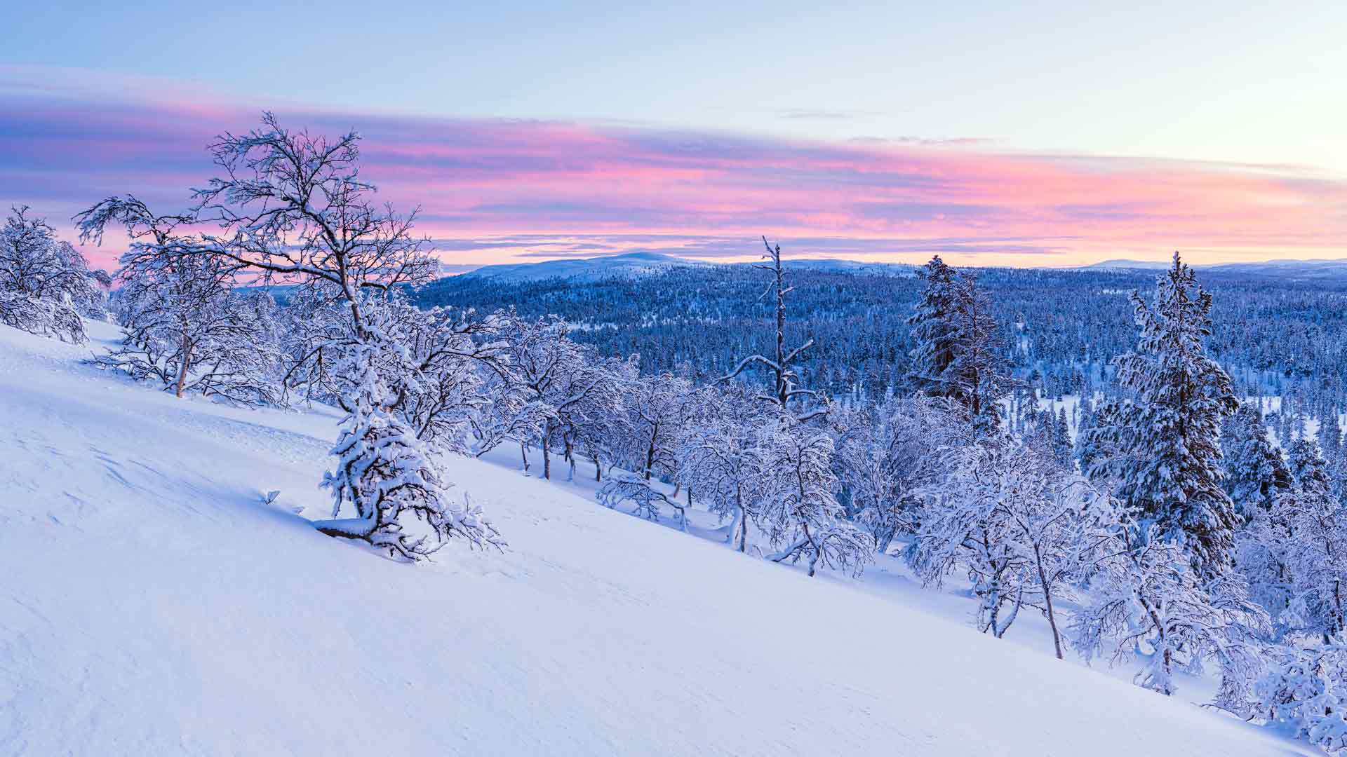 森林 雪景 日落 挪威