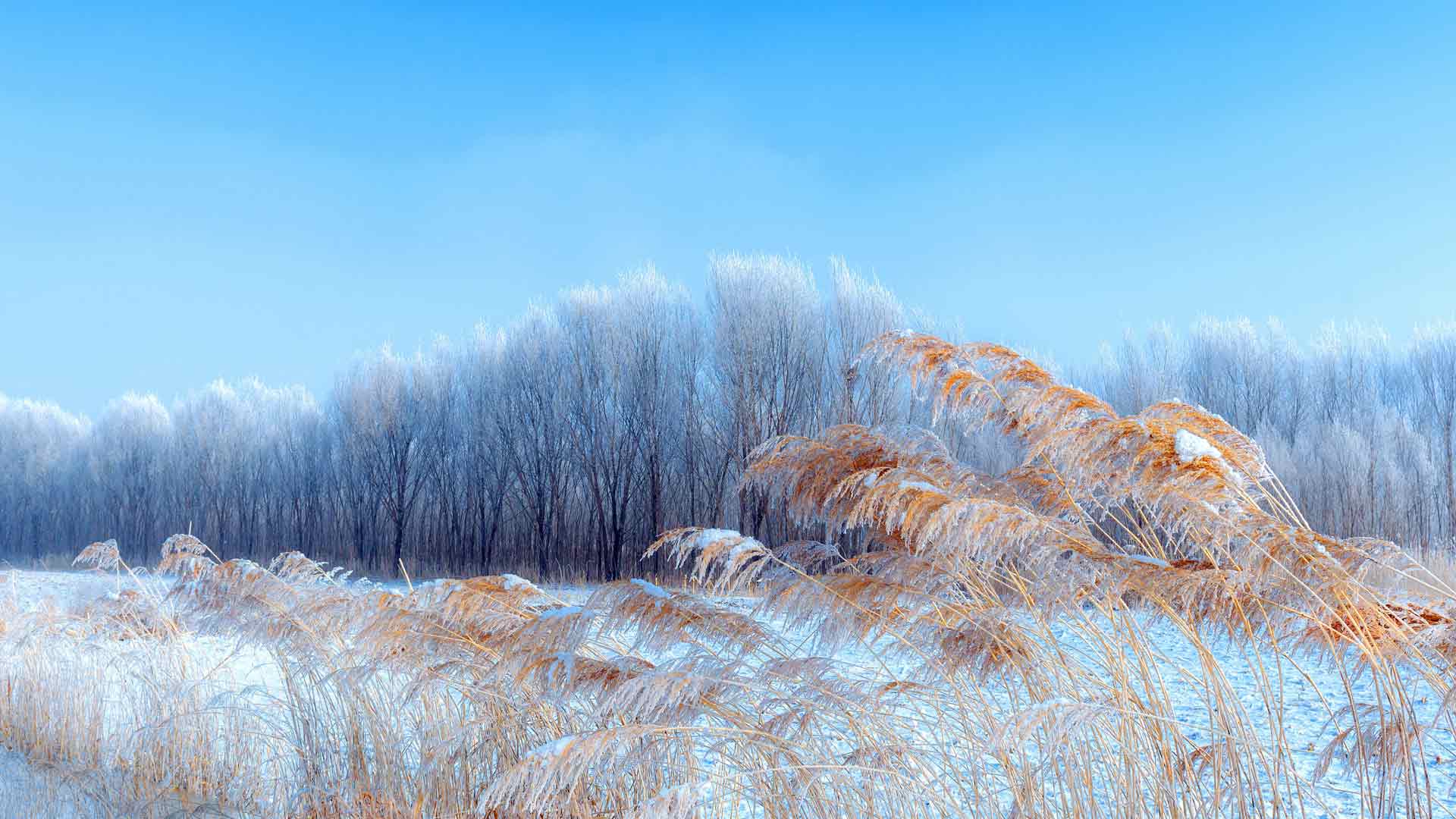 内蒙古，冬季，草，树，雪，5K