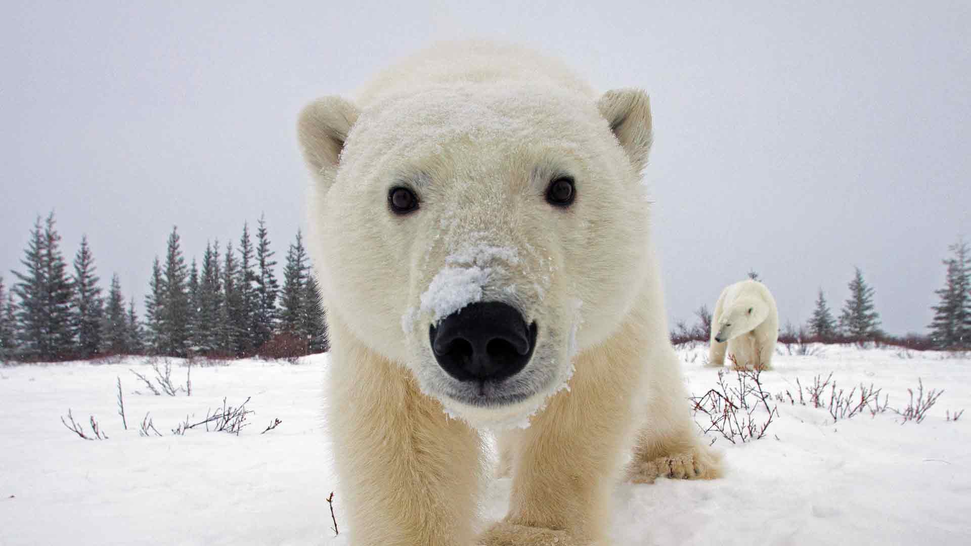 北极熊加拿大动物世界高清写真