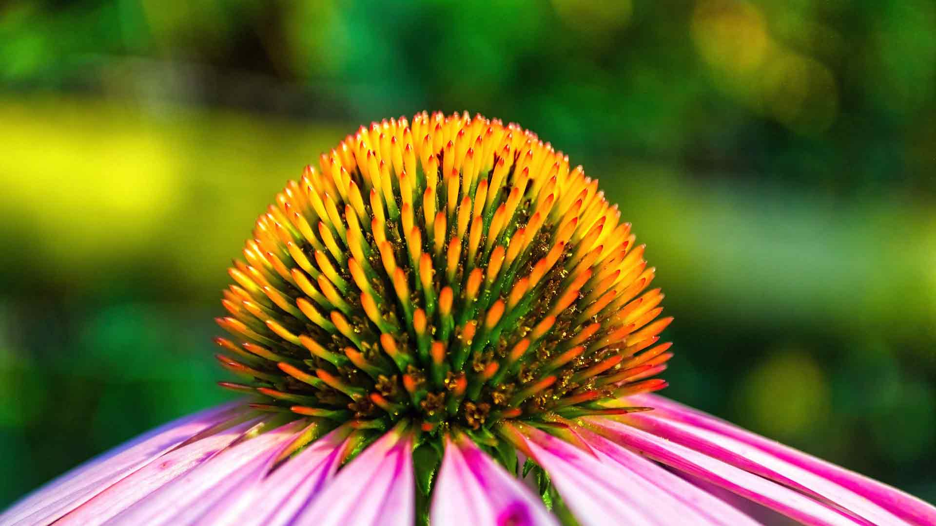 紫色金光菊 特写 植物 4K