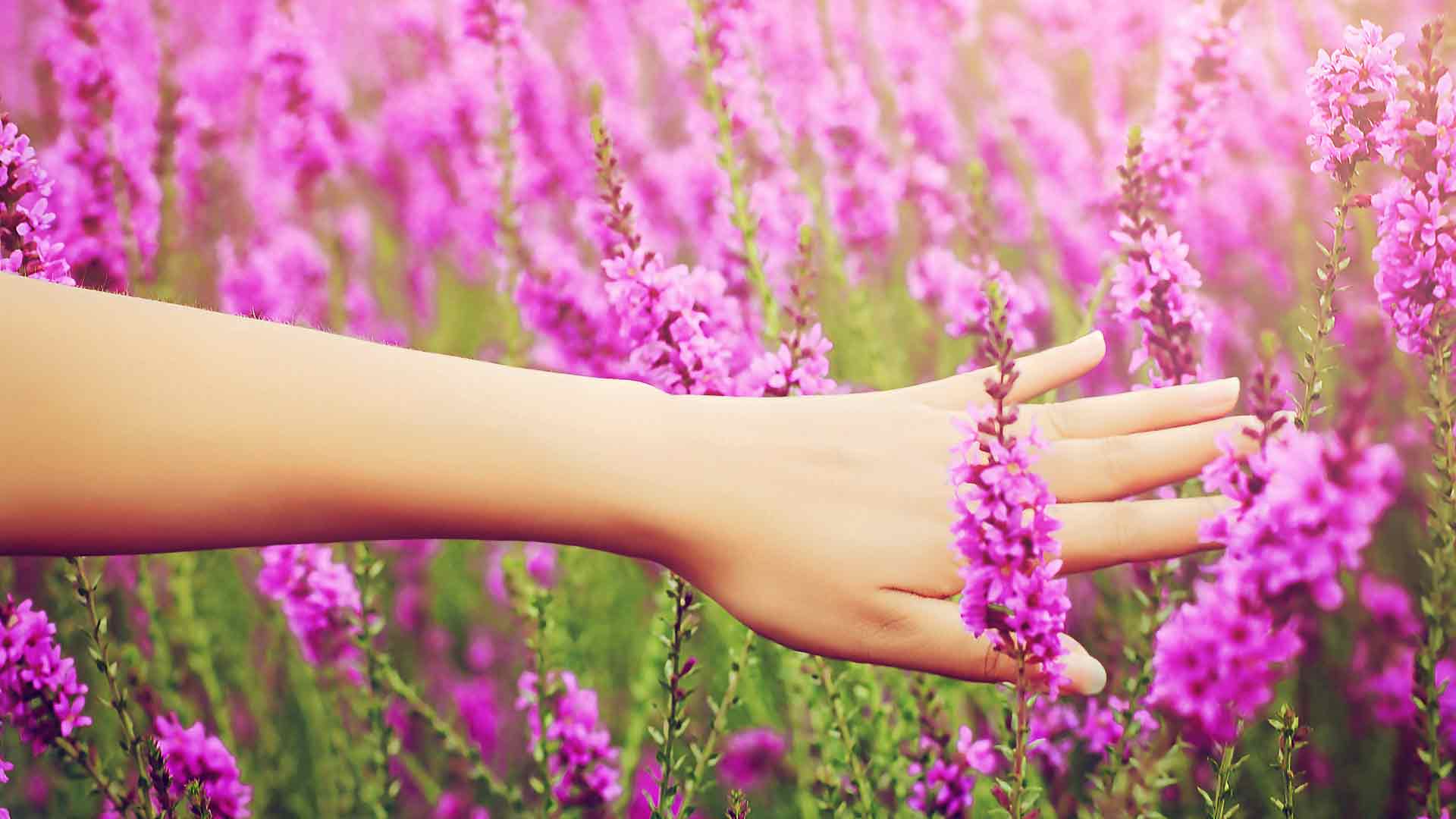 紫色花朵植物园女孩写真