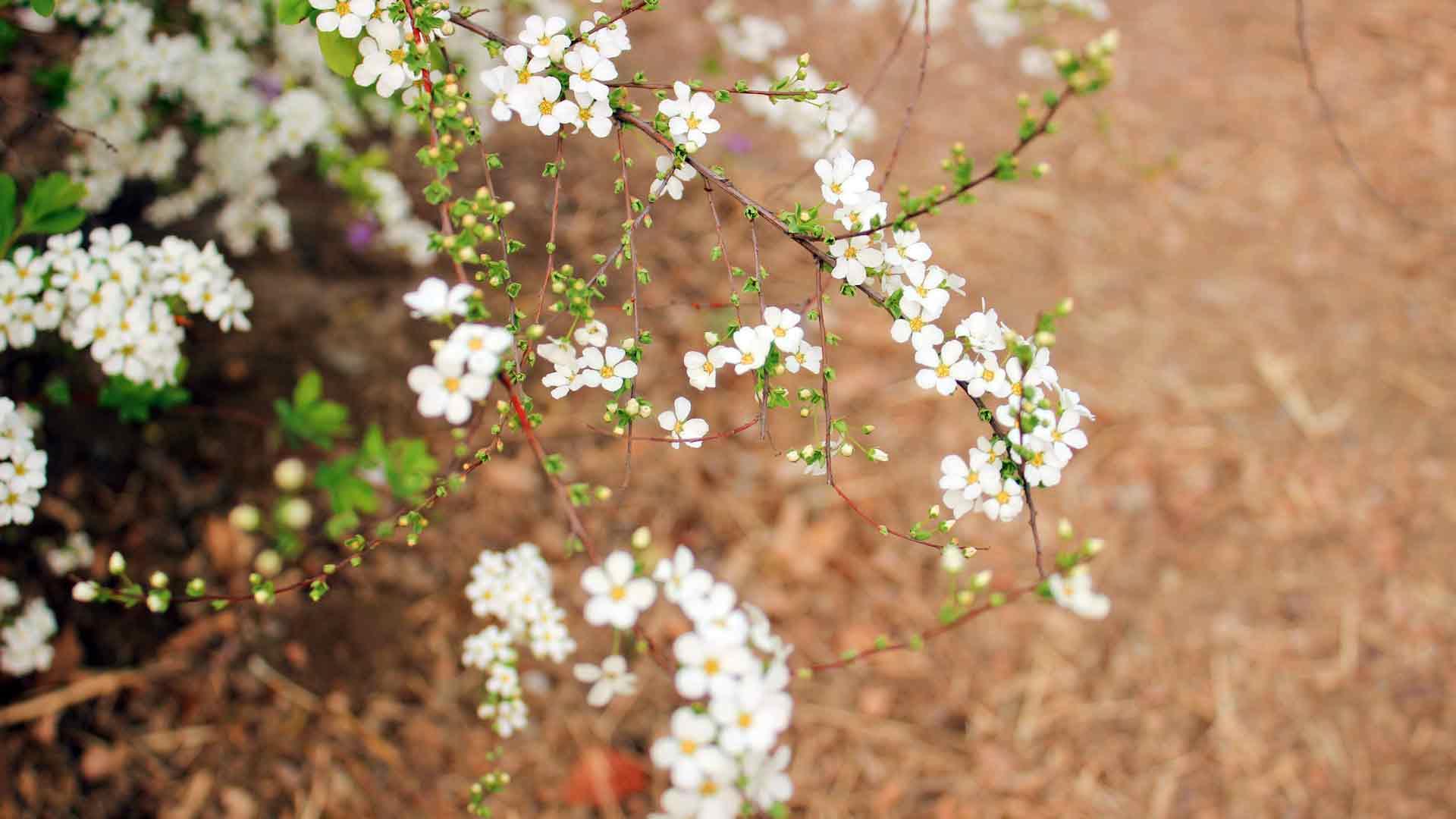 春天梨树发芽白花照片