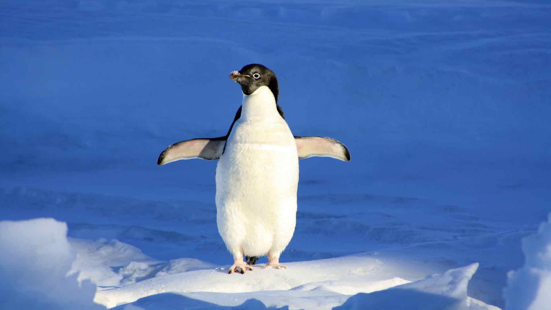 夏季 南极 冰川 日落 可爱 企鹅