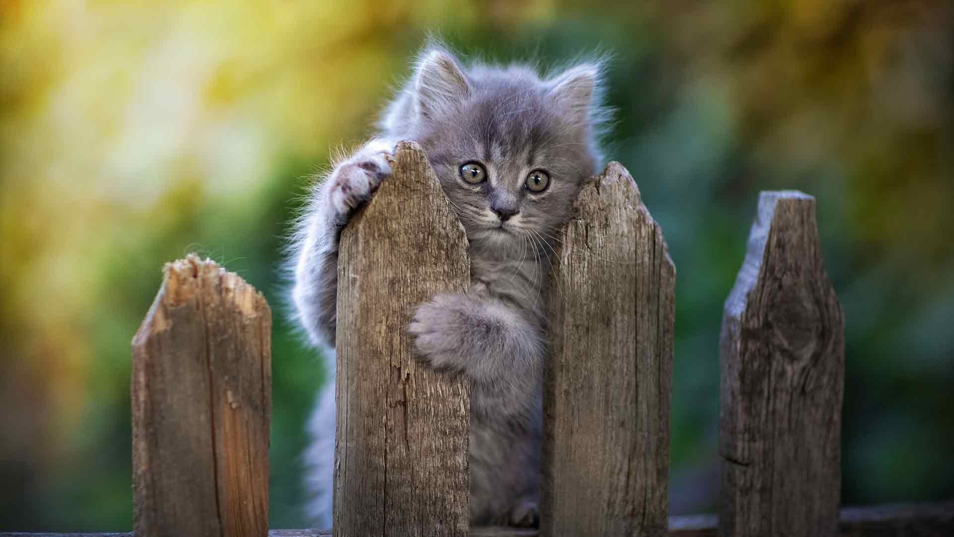 猫 栅栏