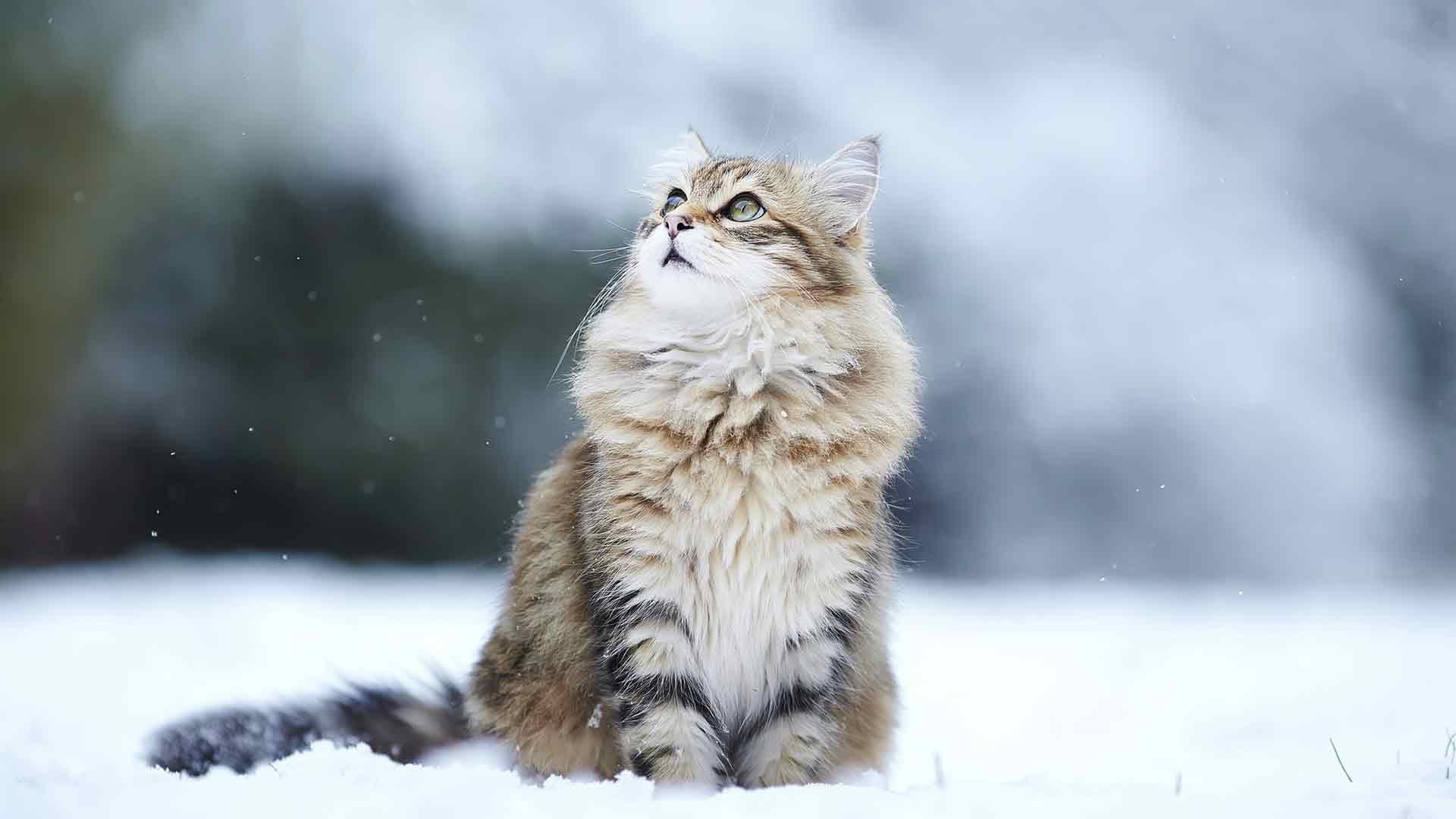冬天的猫