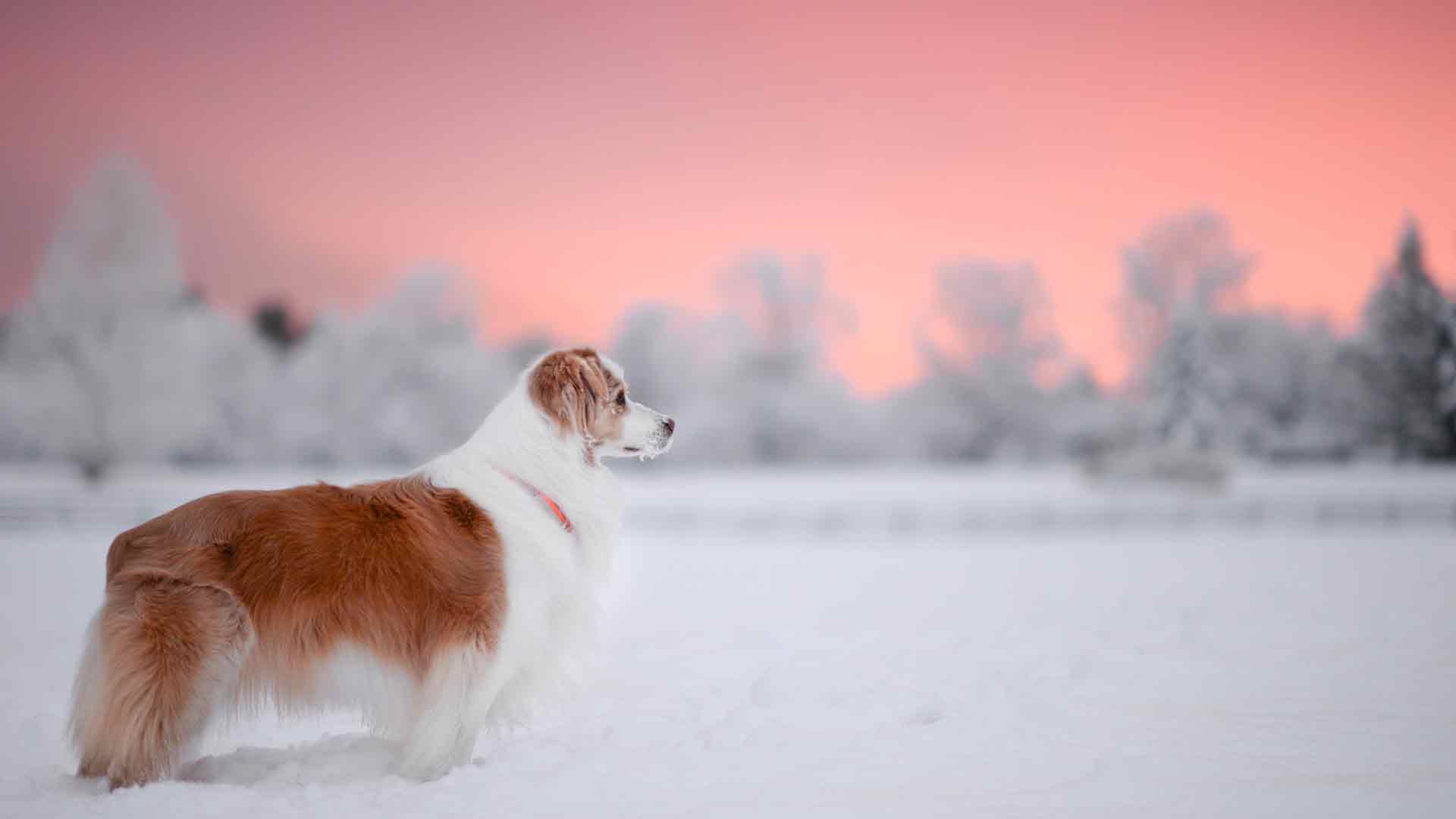 狗 雪 4k