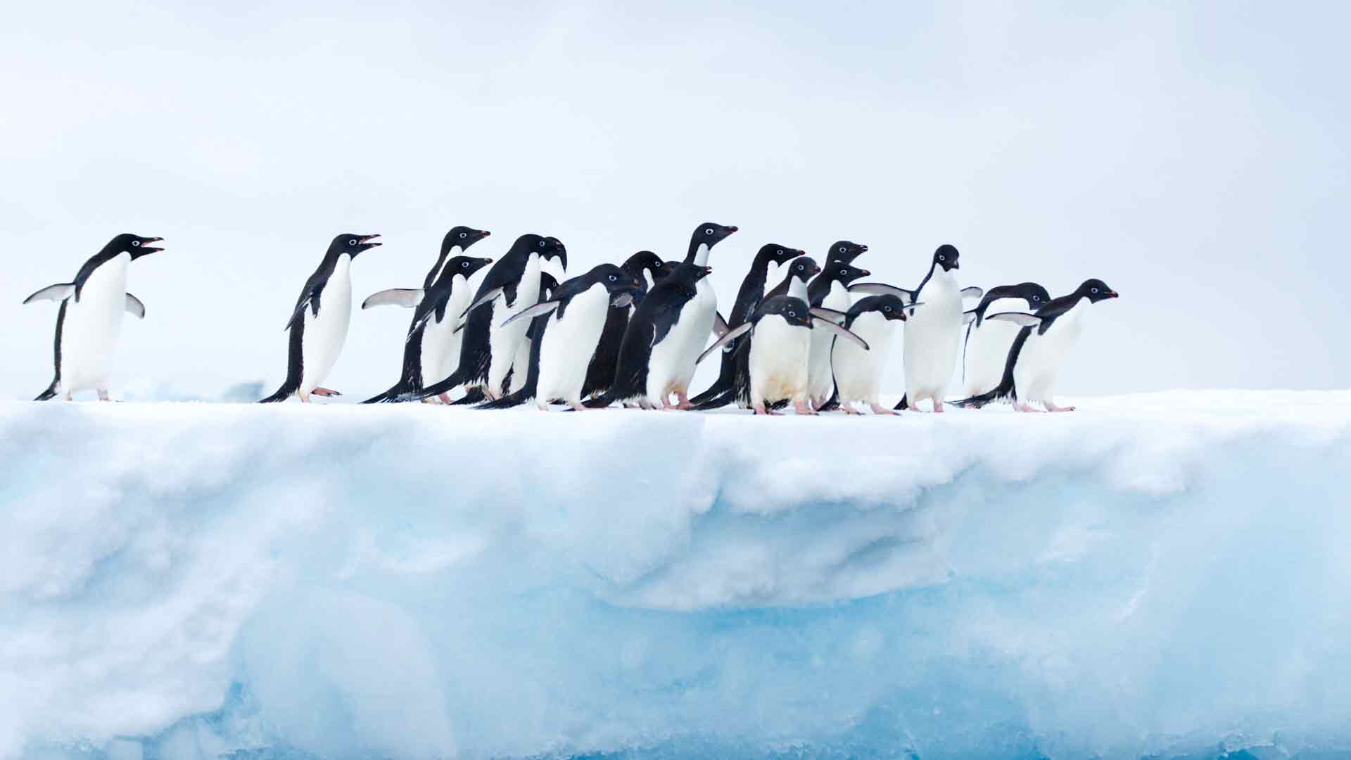 南极洲的企鹅