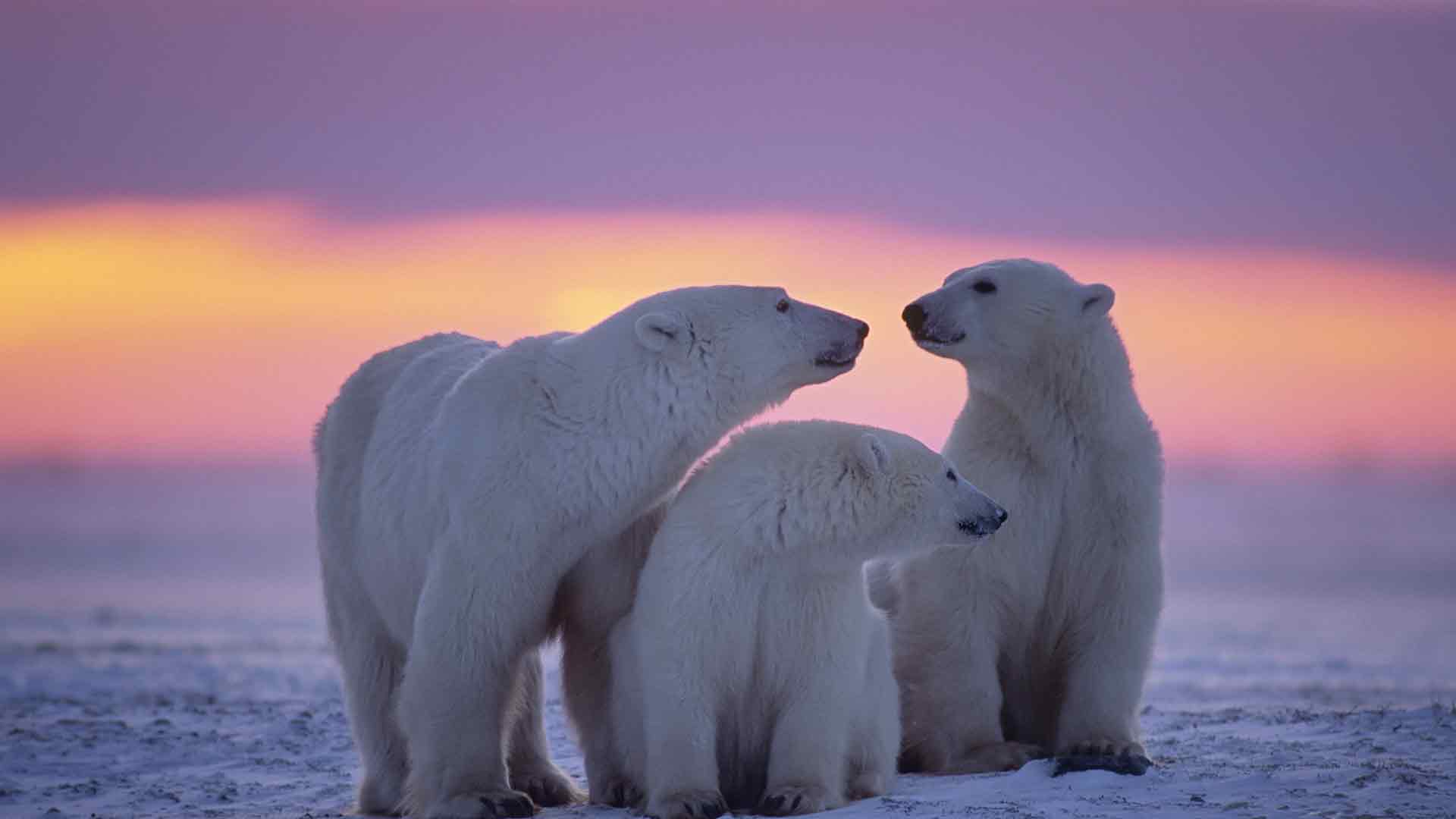 北极熊家族