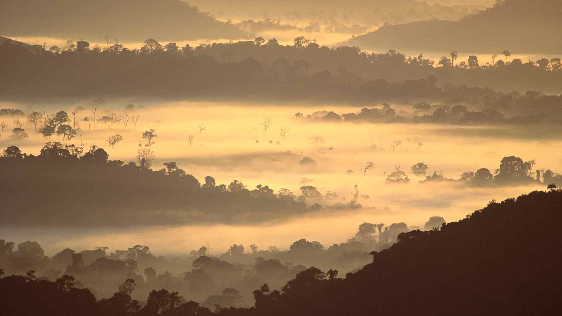 亚马逊雨林，巴西