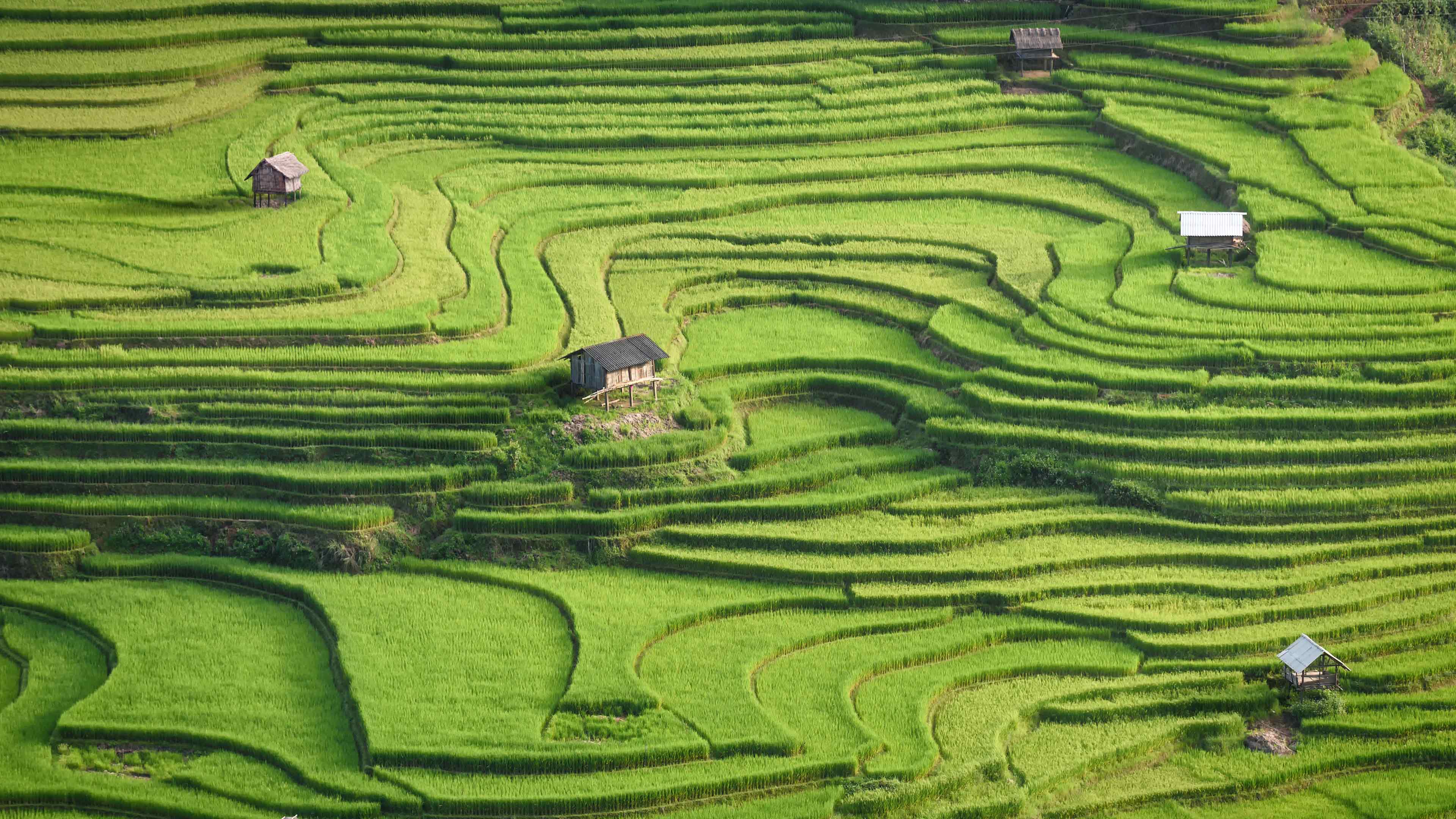 越南安沛省木仓寨的水稻梯田