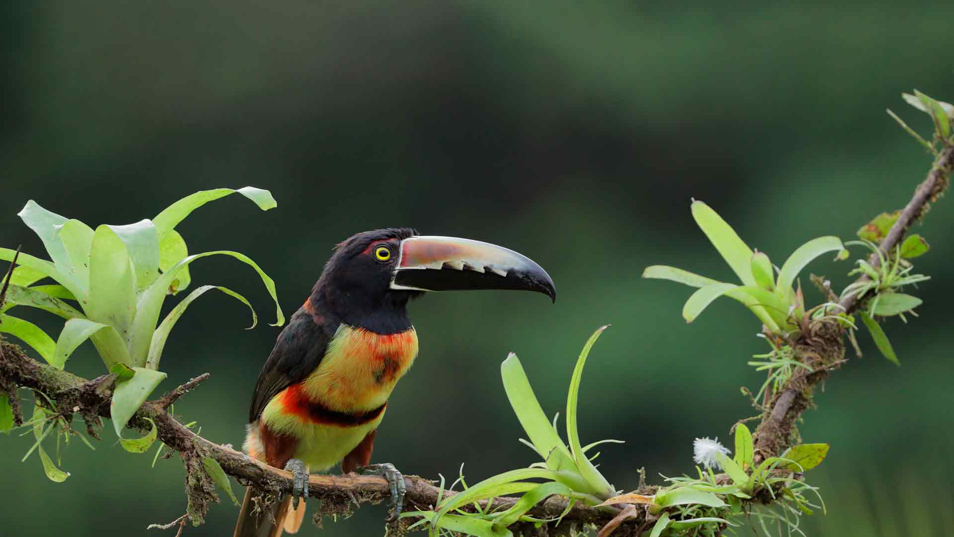 领簇舌巨嘴鸟，哥斯达黎加