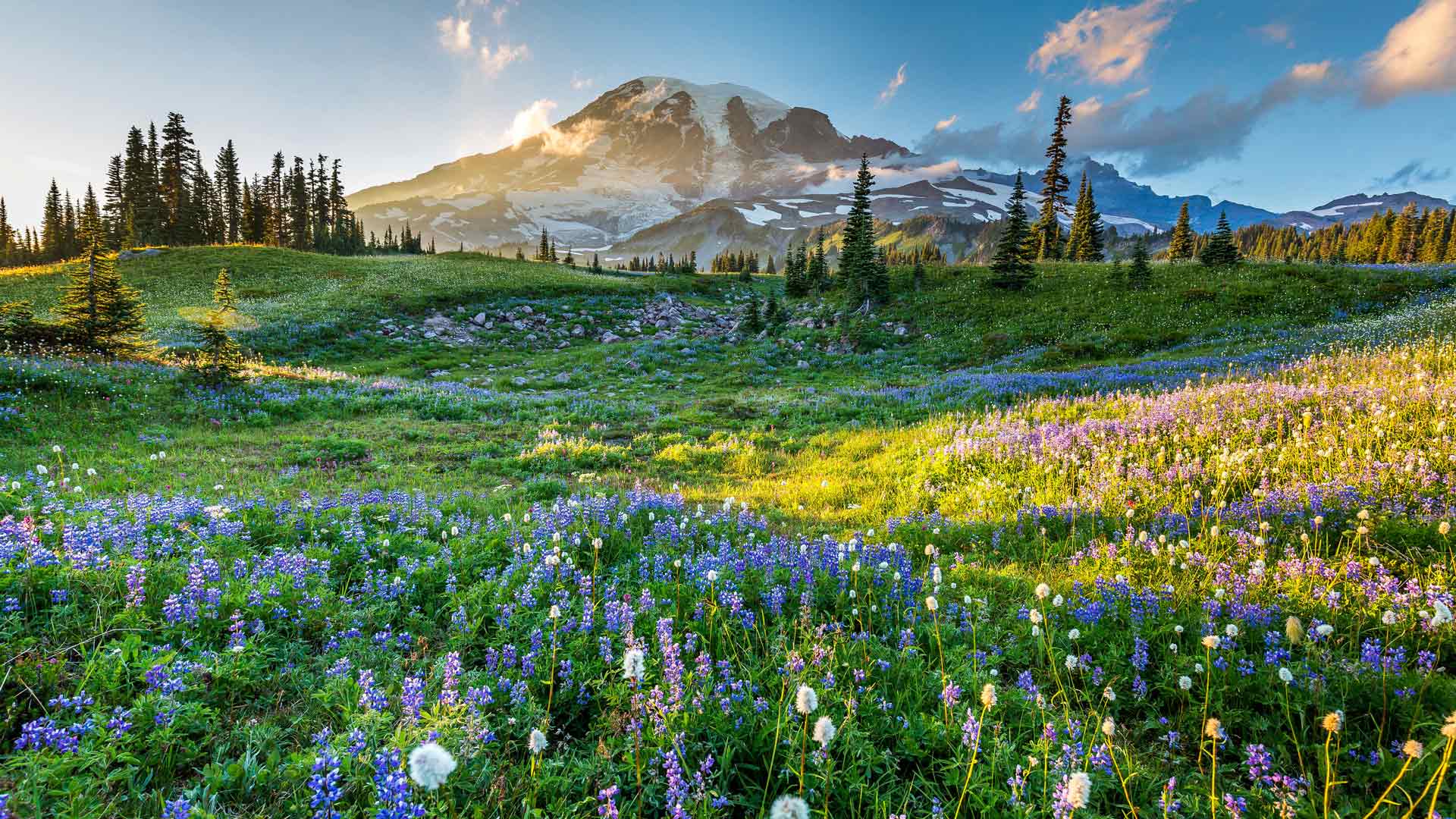 雷尼尔山国家公园的野花，华盛顿州，美国
