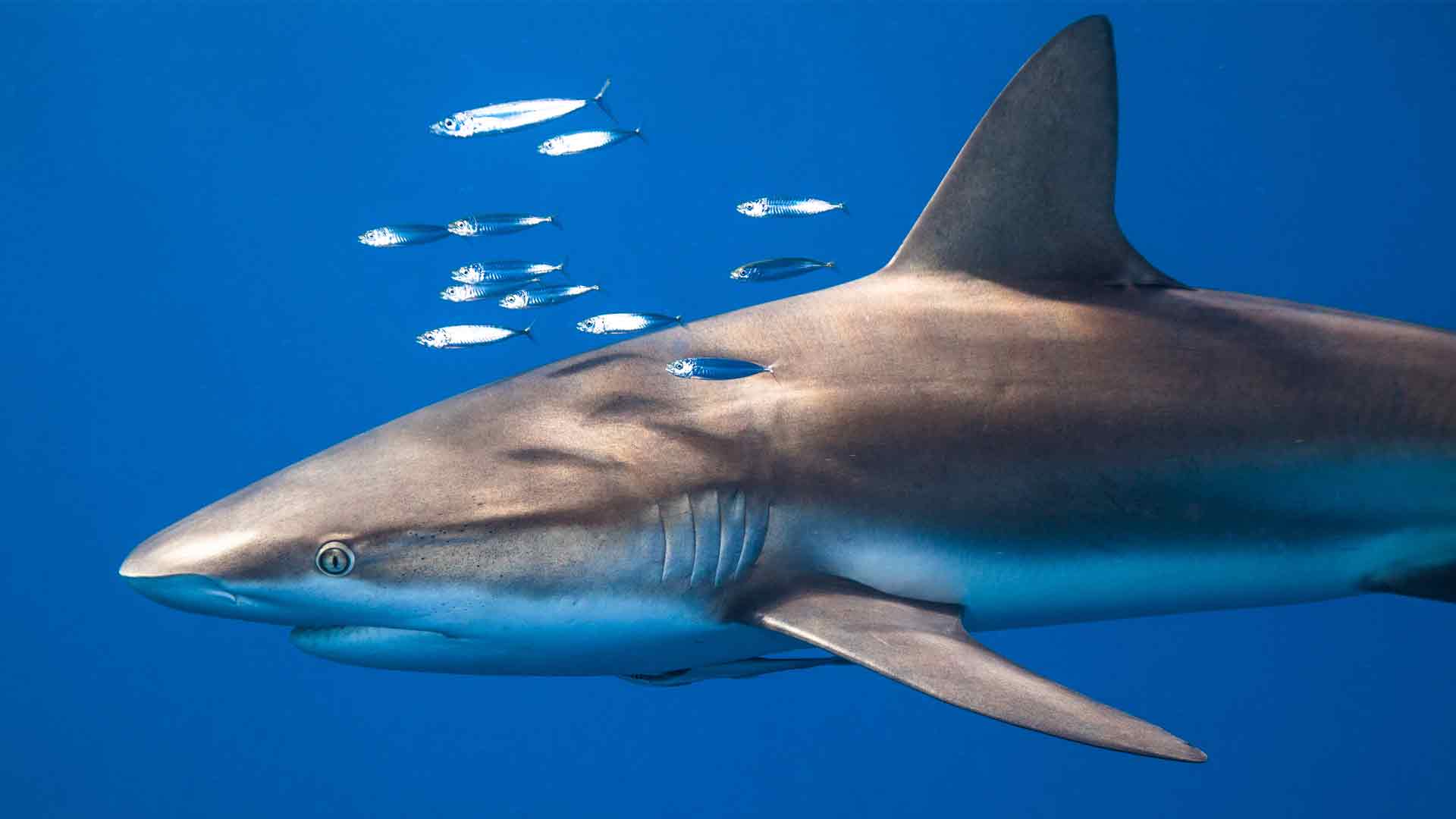 女王花园群岛的镰形真鲨，古巴
