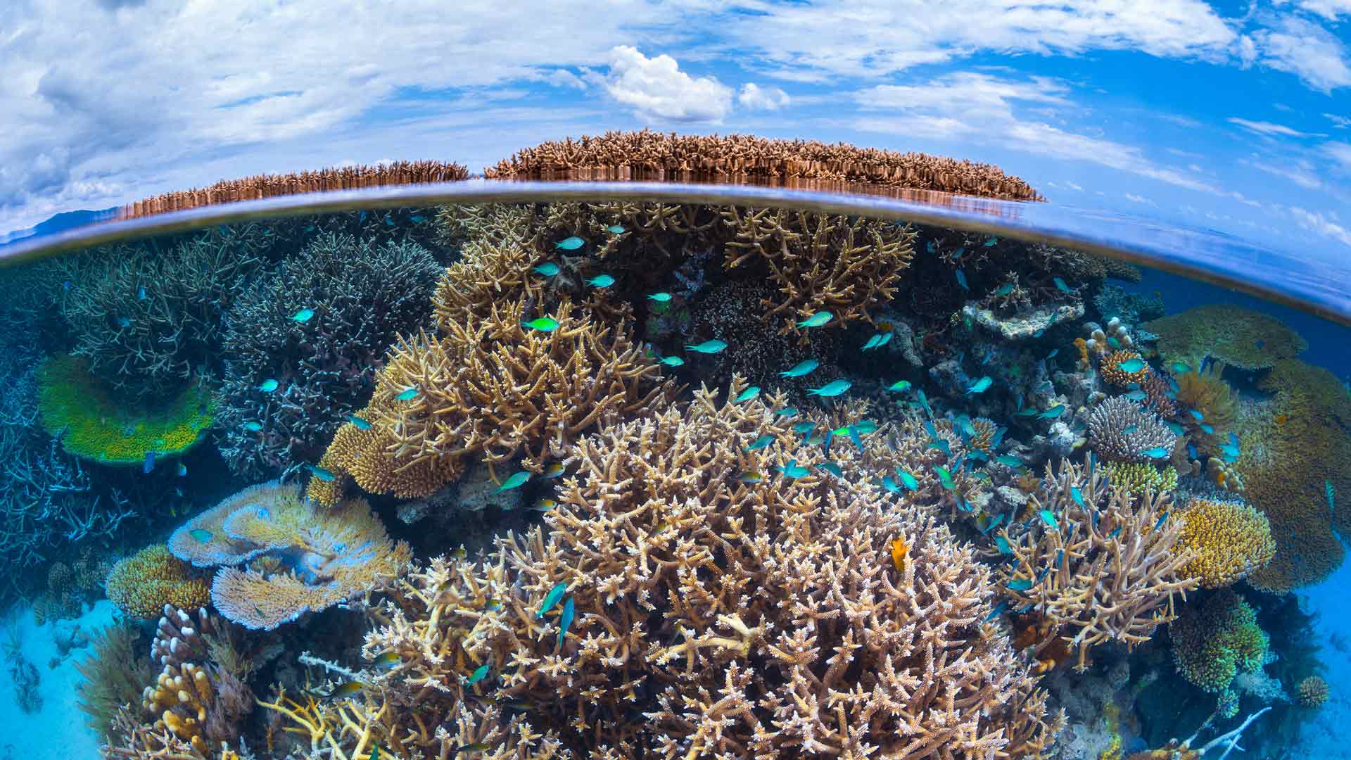 印度洋珊瑚礁，马约特岛，法国