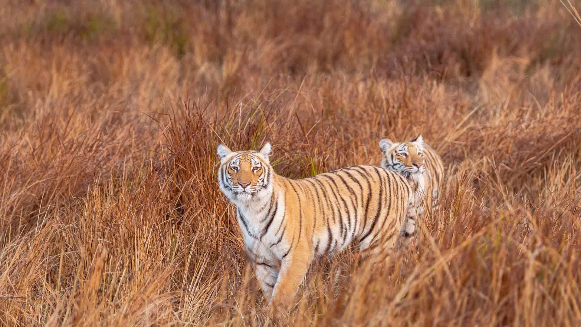 科贝国家公园的老虎兄弟，北阿坎德邦，印度