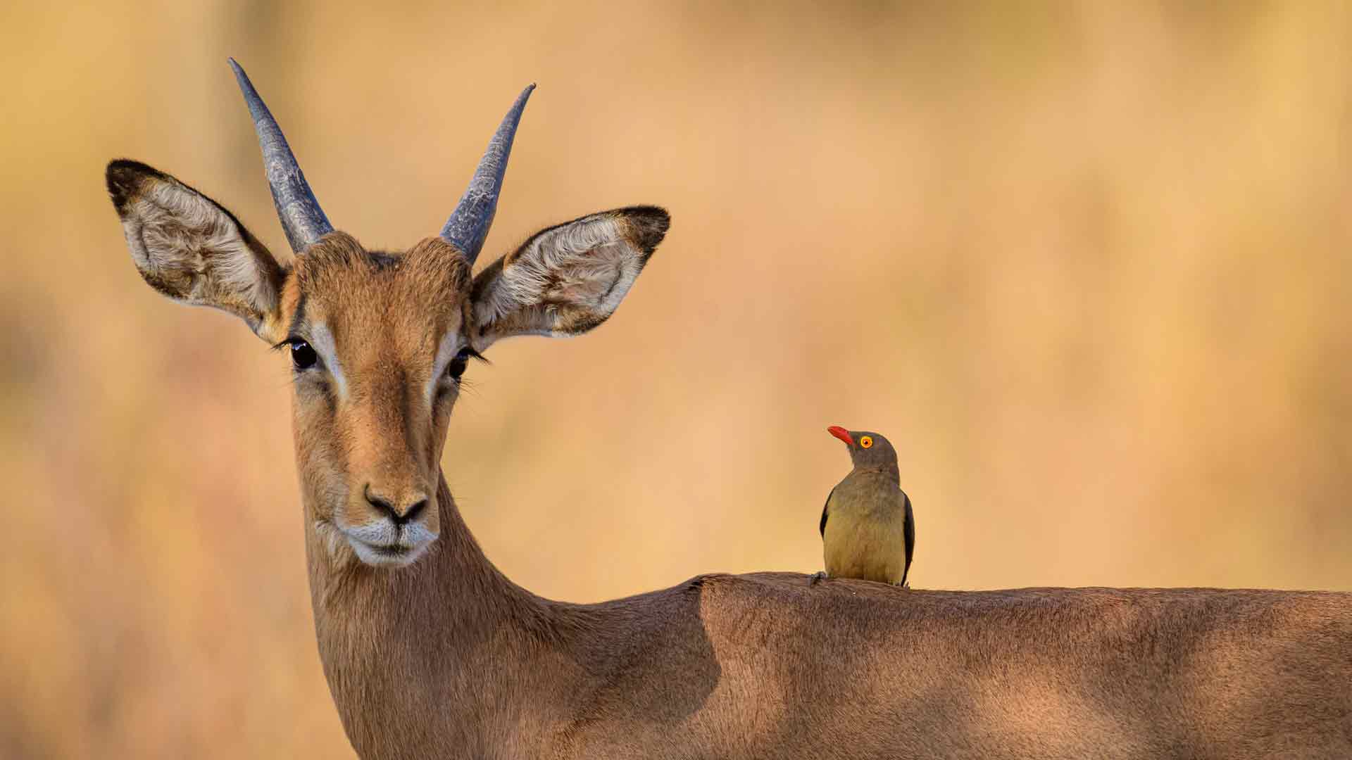 黑斑羚和红嘴牛椋鸟，南非