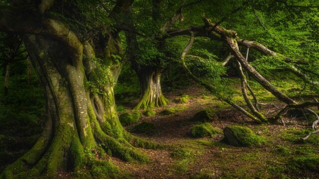 古老山毛榉树，格莱纳里夫森林公园，安特里姆郡，北爱尔兰