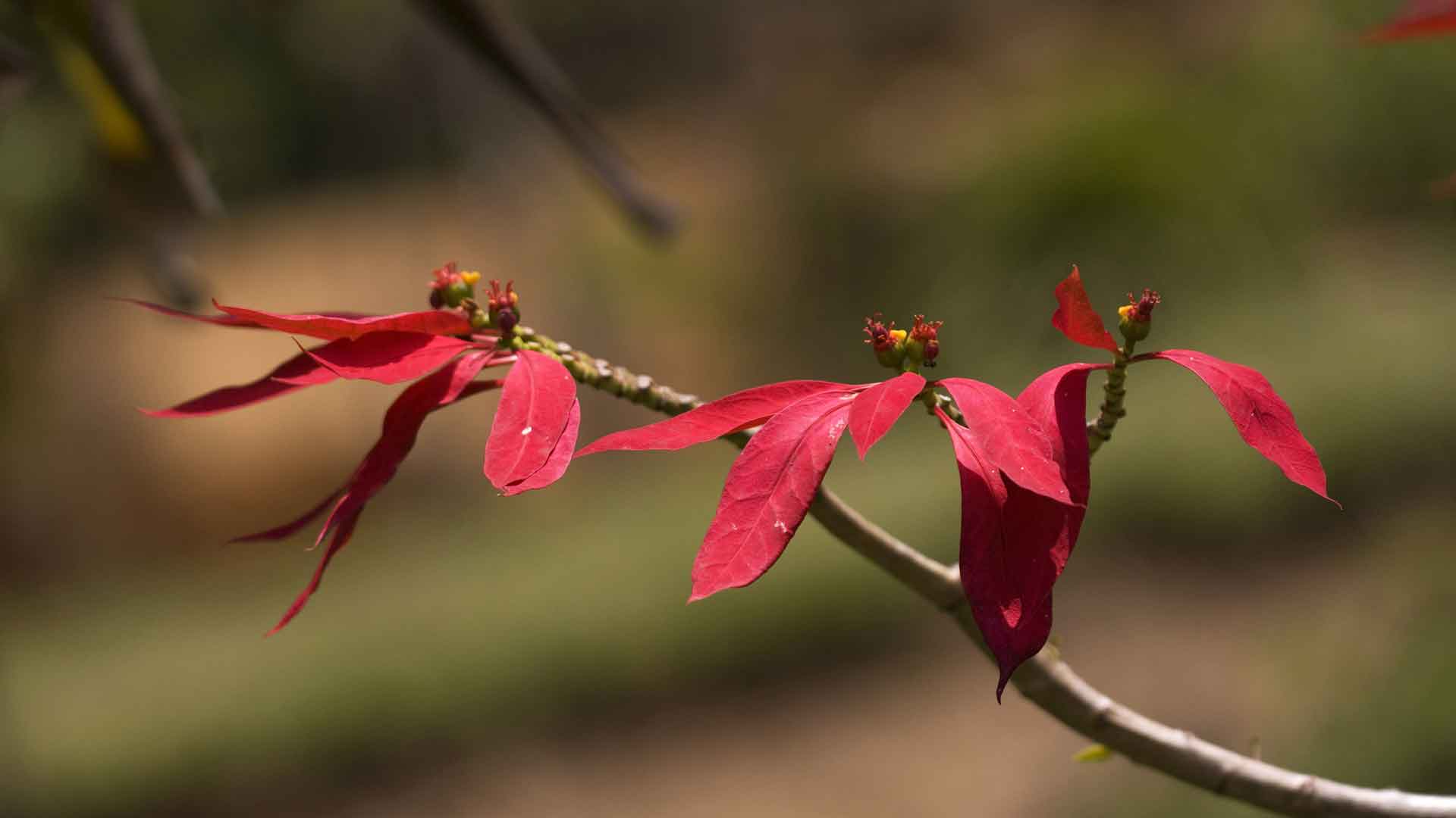 一品红或圣诞花