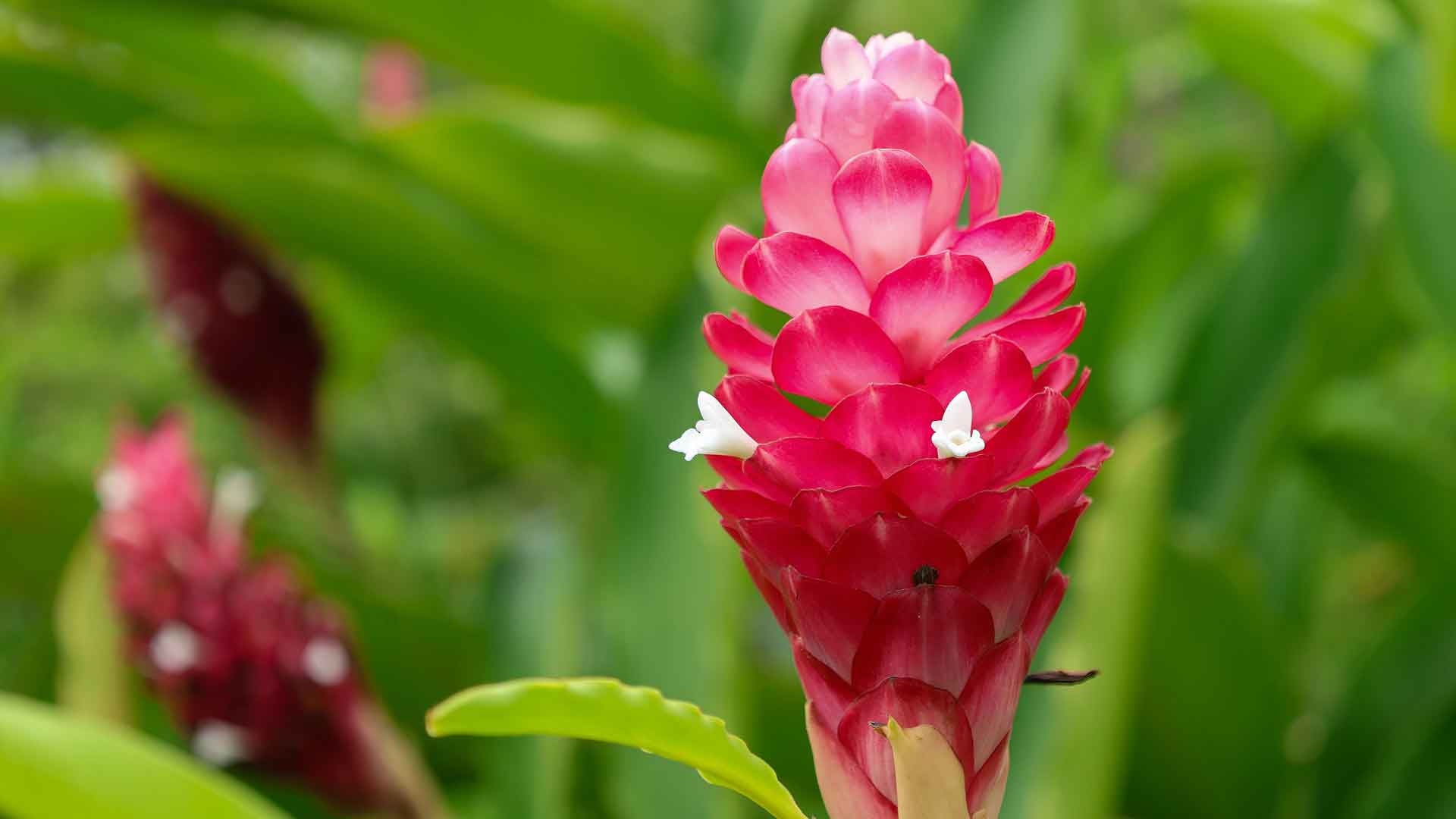 红姜花绿色植物花瓣 5K