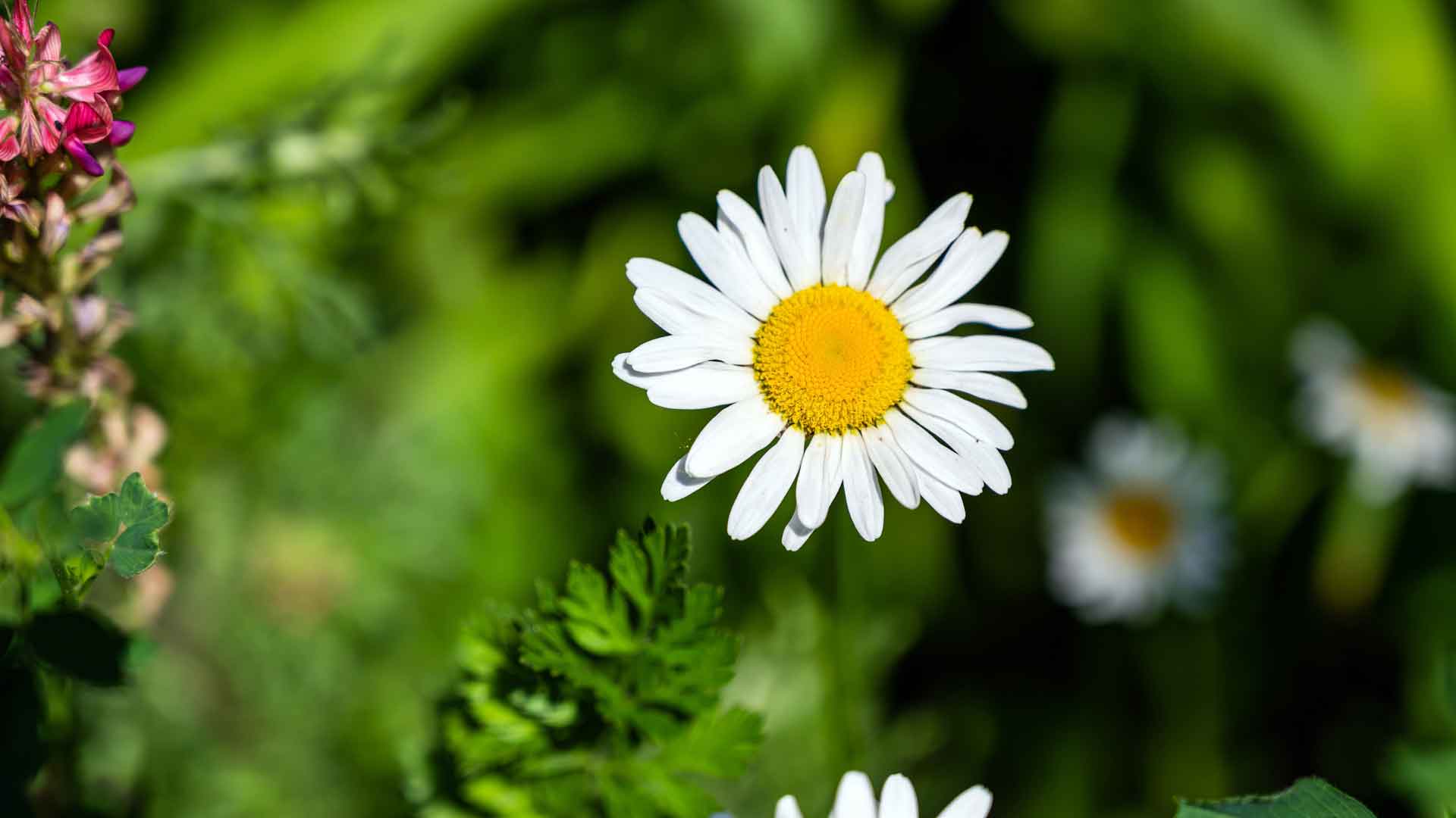 白色雏菊阳光花卉植物特写 5K