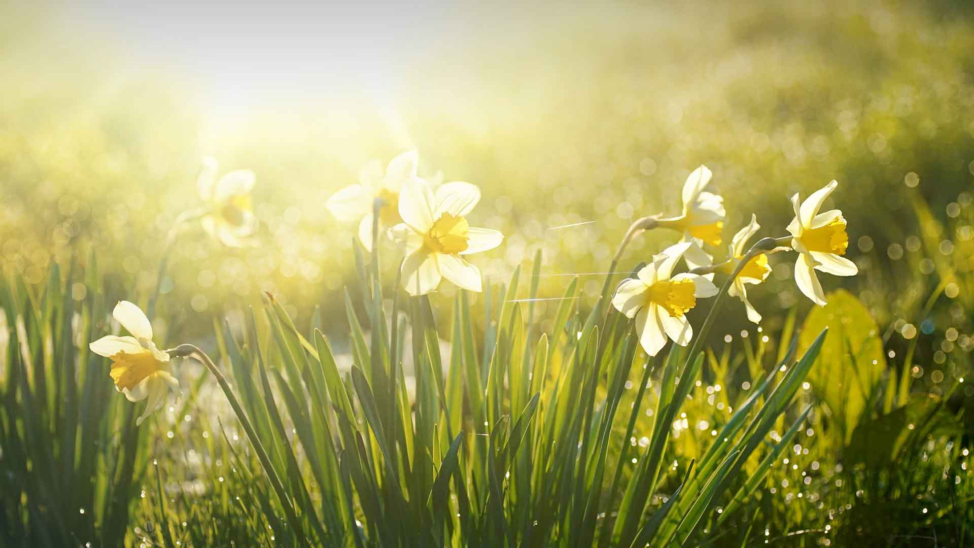 春天的水仙花在清晨绽放