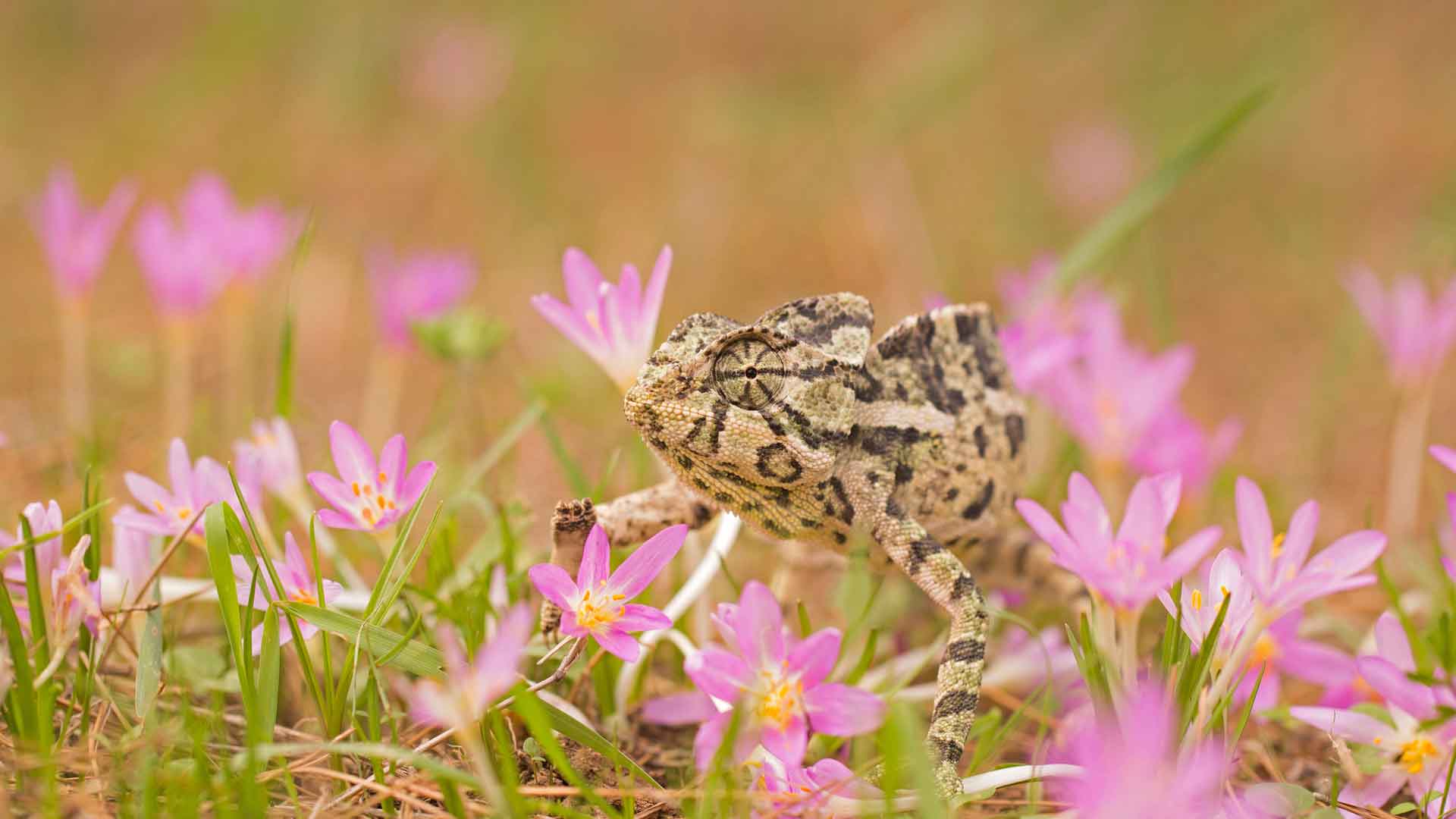 普通变色龙