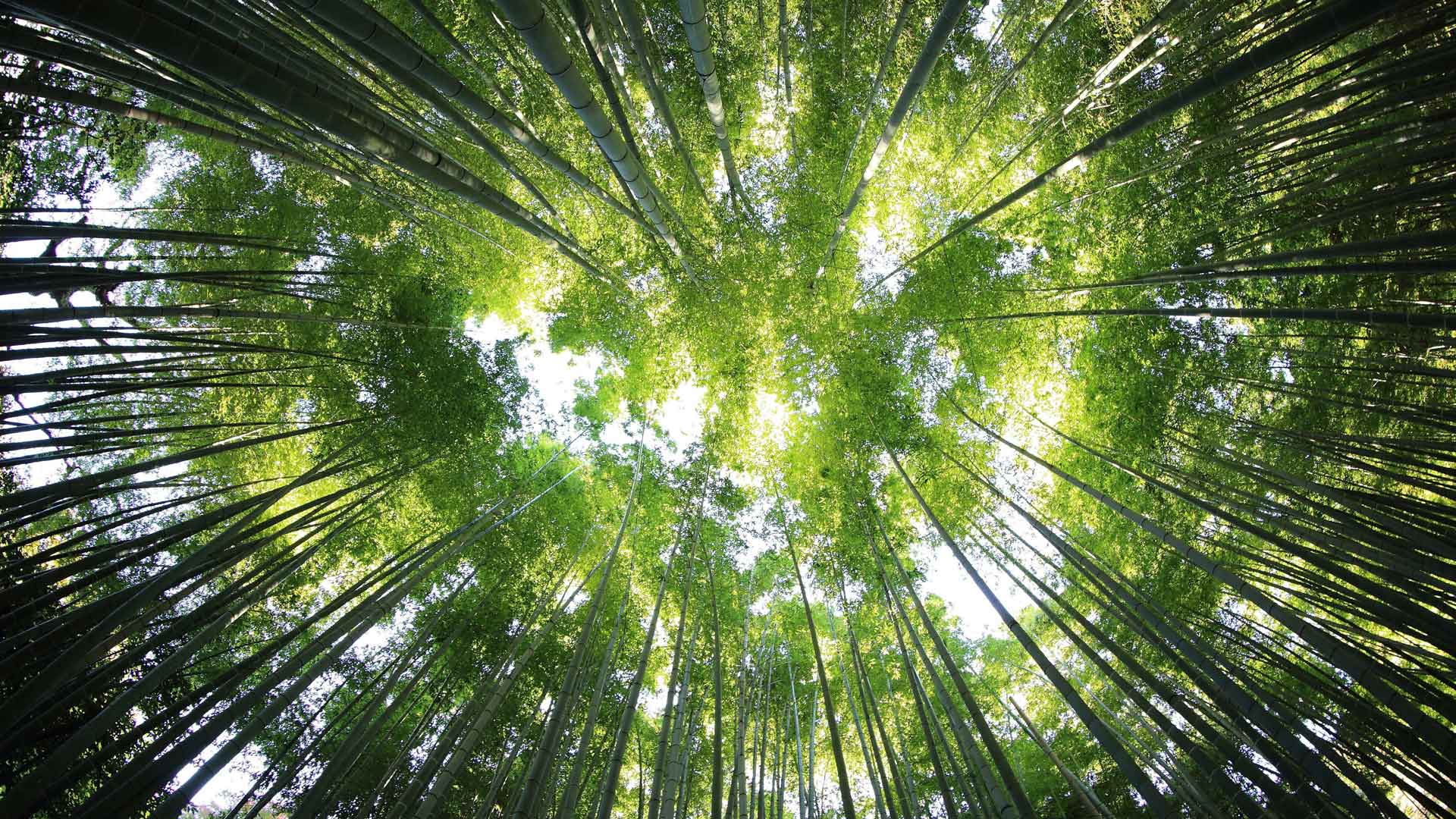 新鲜竹林绿叶丛林阳光 5K
