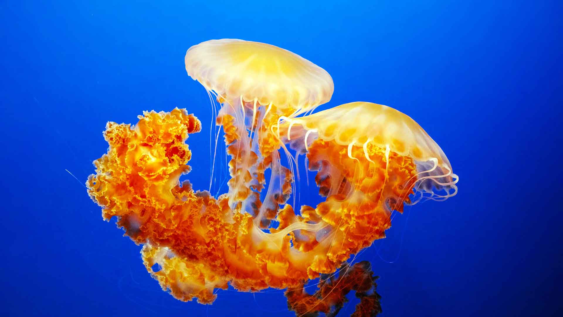 水母蒙特利湾水族馆蒙特利美国