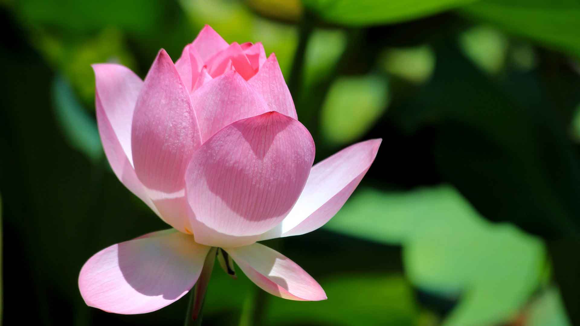 夏季粉色莲花花瓣中国 5K