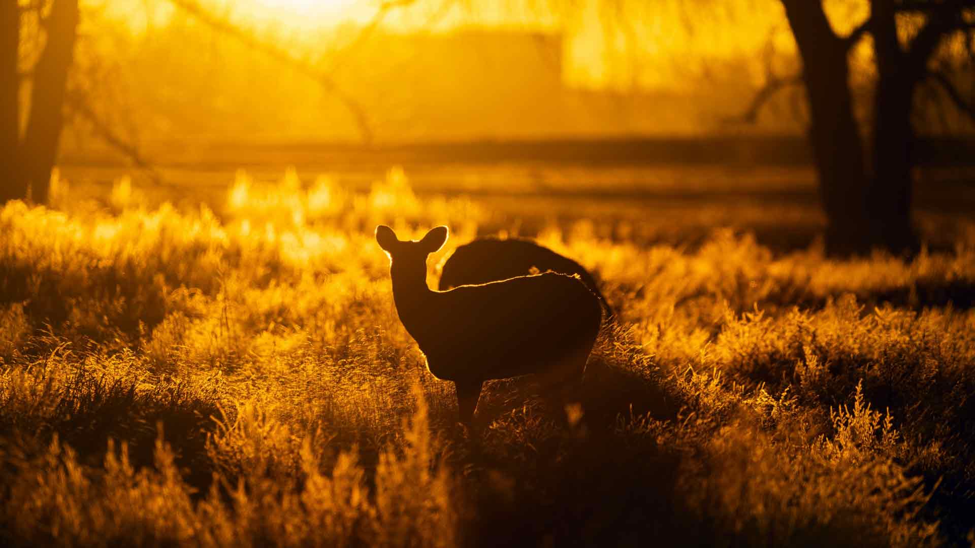 日落鹿落基山阿森纳国家公园