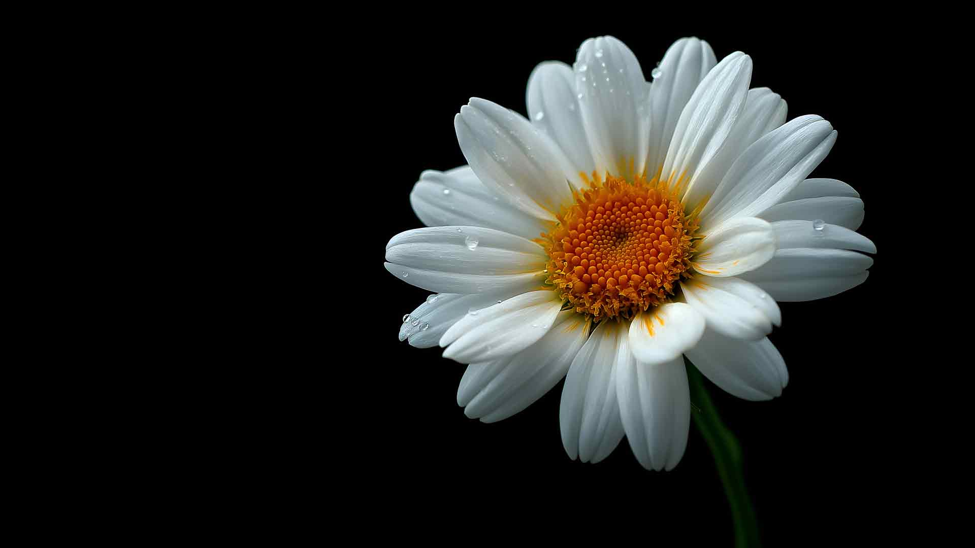 白色雏菊花桌面壁纸