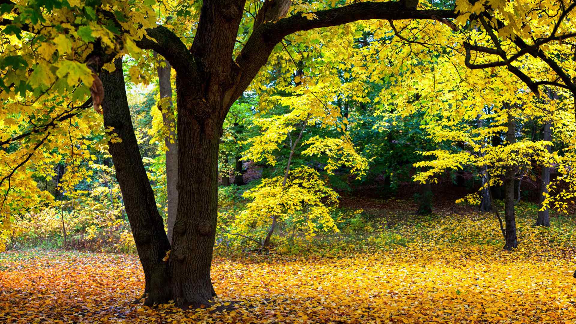 2025 丛林公园黄树秋季自然焦点