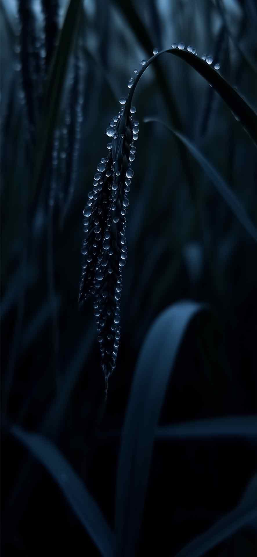 由于植物叶子上的雾落壁纸