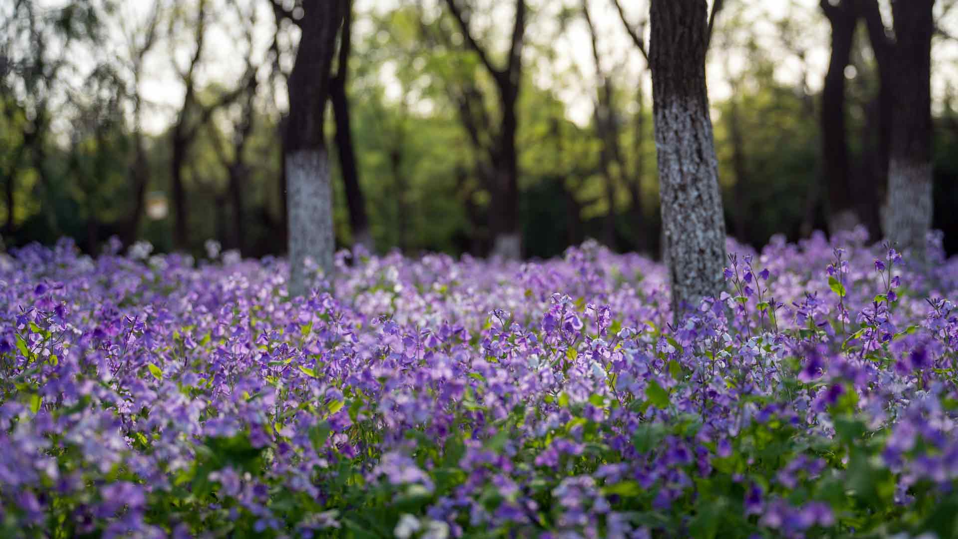 紫谷伊甸园鸢尾植物园北京中国