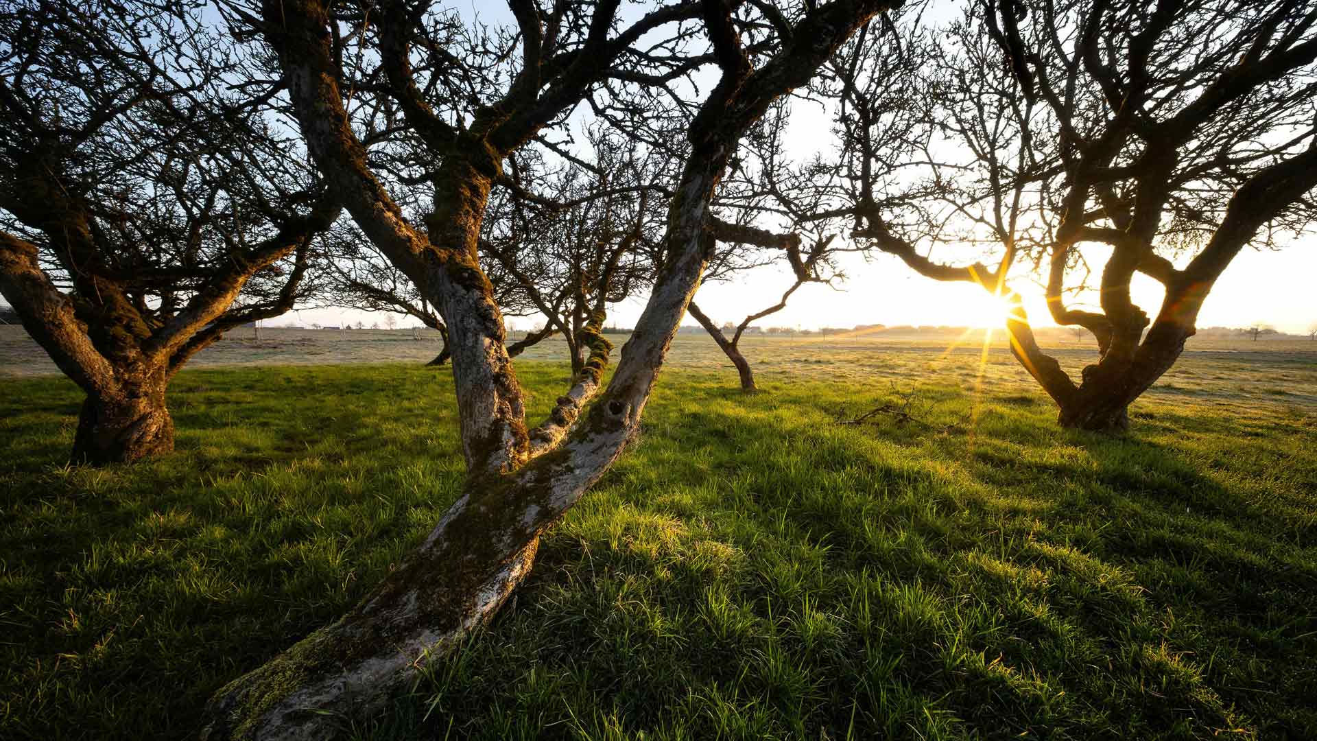 瑞士春天日出阳光绿草如茵