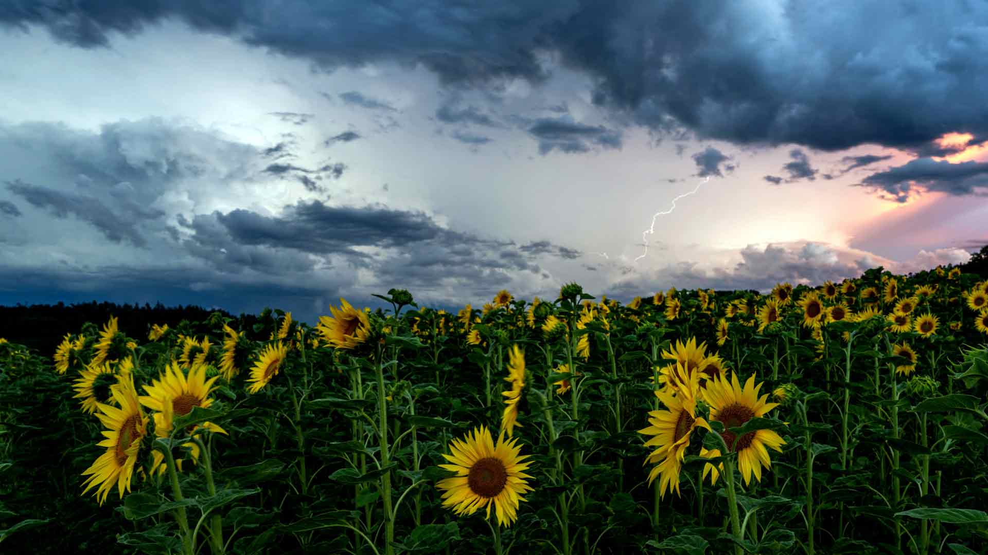 向日葵 夏日雷电风暴 瑞士