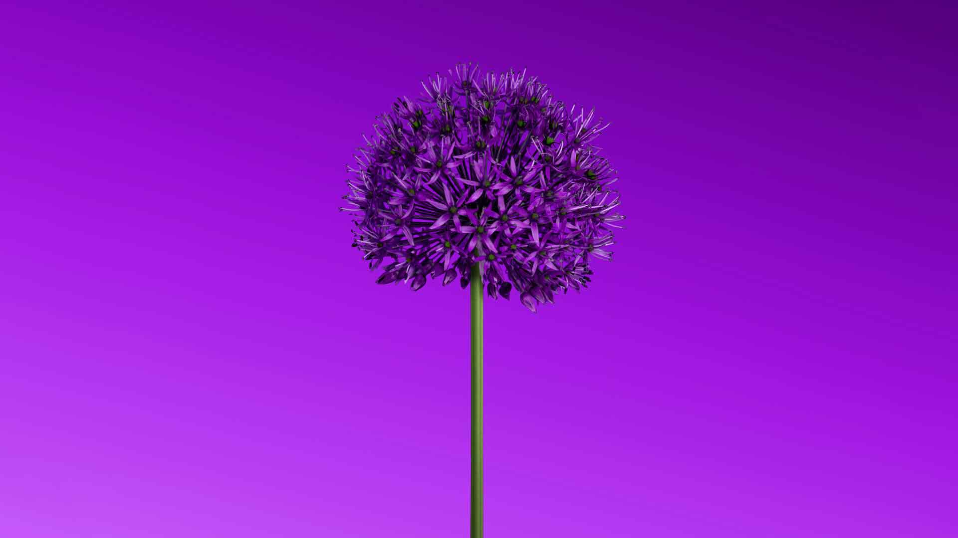 葱属花卉紫色美学壁纸