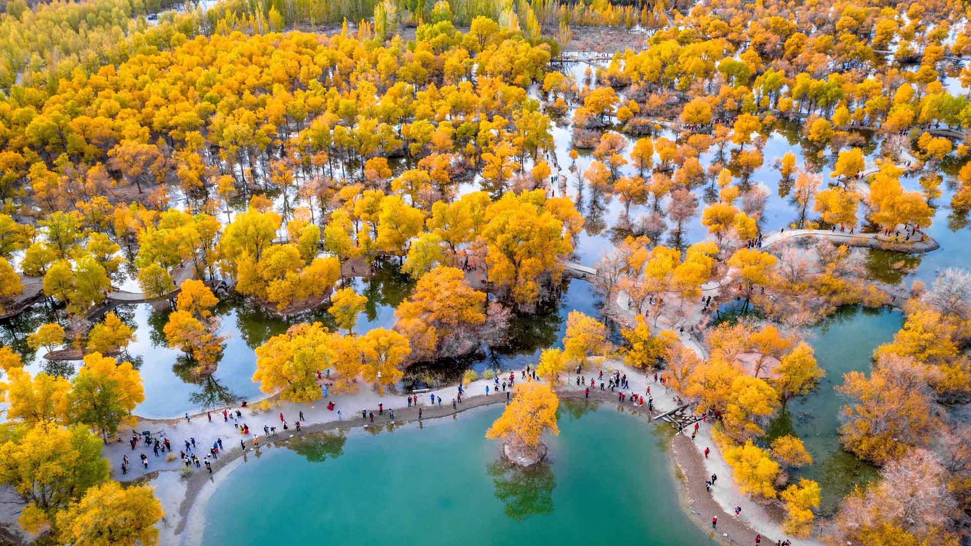 被胡杨树围绕着的湖, 金塔县, 酒泉, 甘肃, 中国