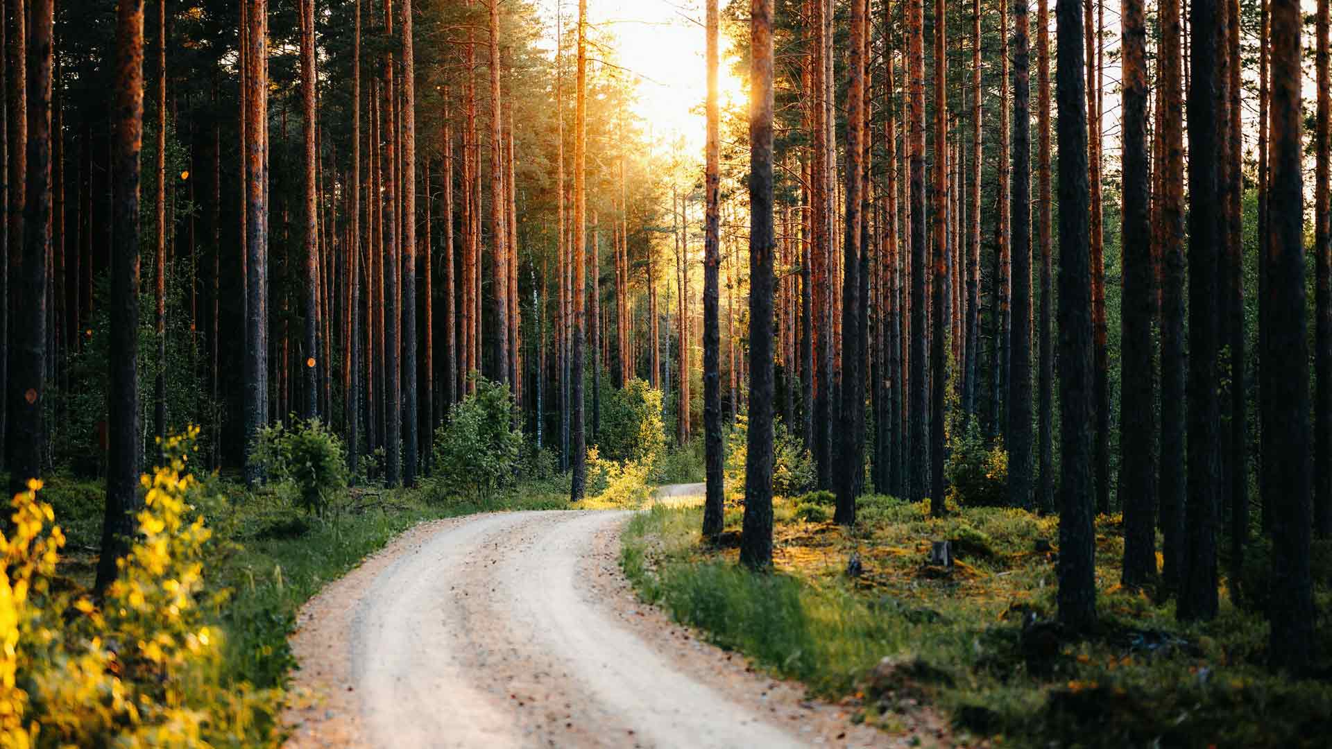 森林土地道路秋景阳光拉脱维亚