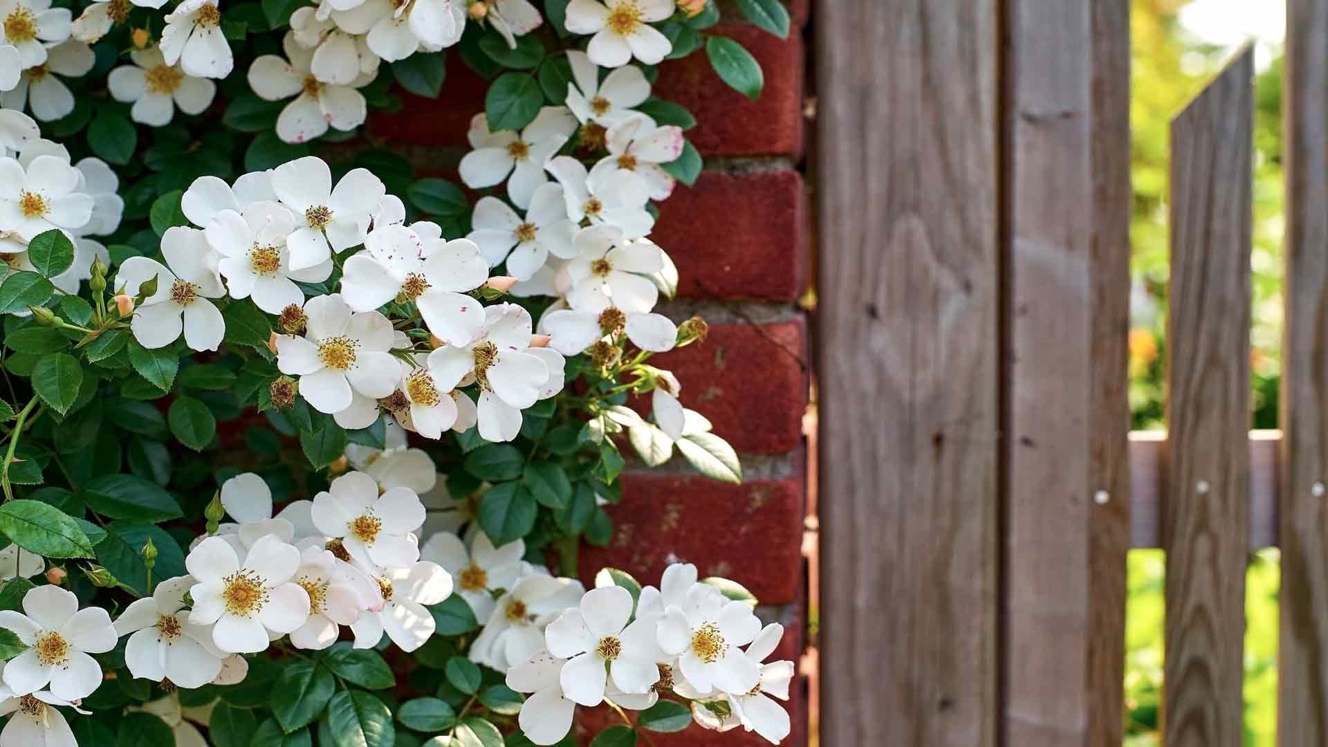 花园入口白色野花红砖墙