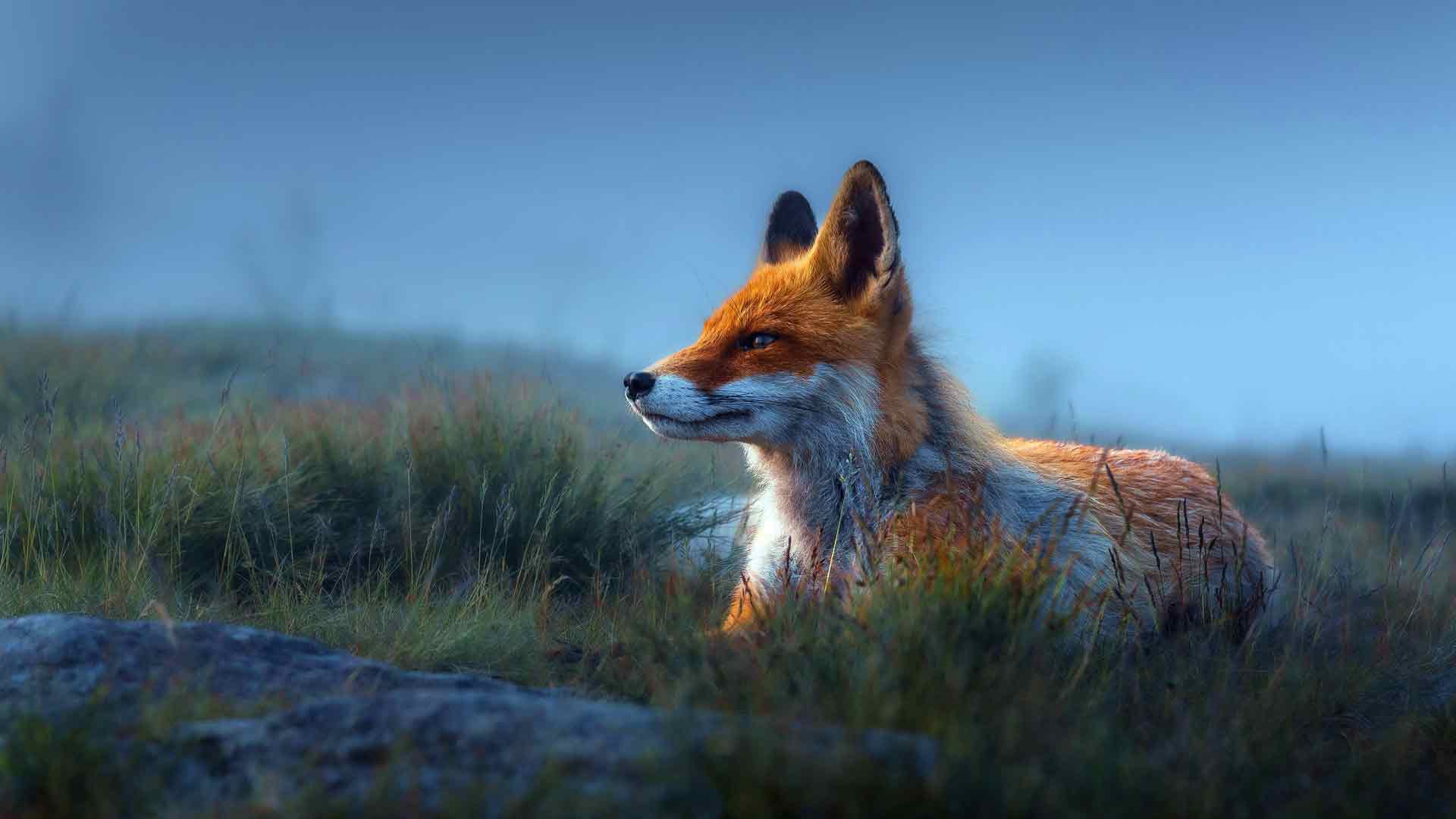 草原 可爱 红狐 自然 野生动物 狗