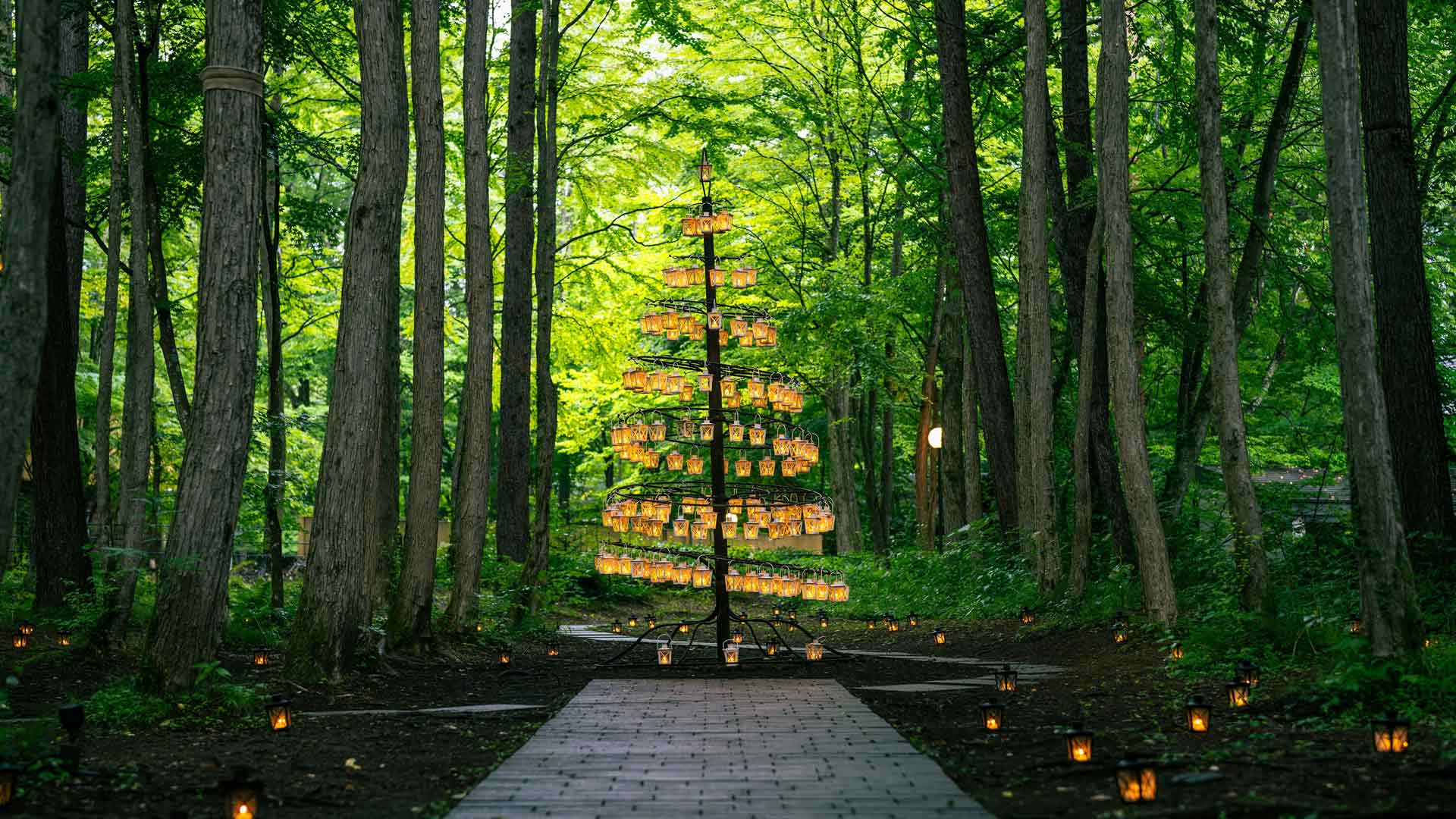 绿色森林夏日光线风景小路林地桌面壁纸