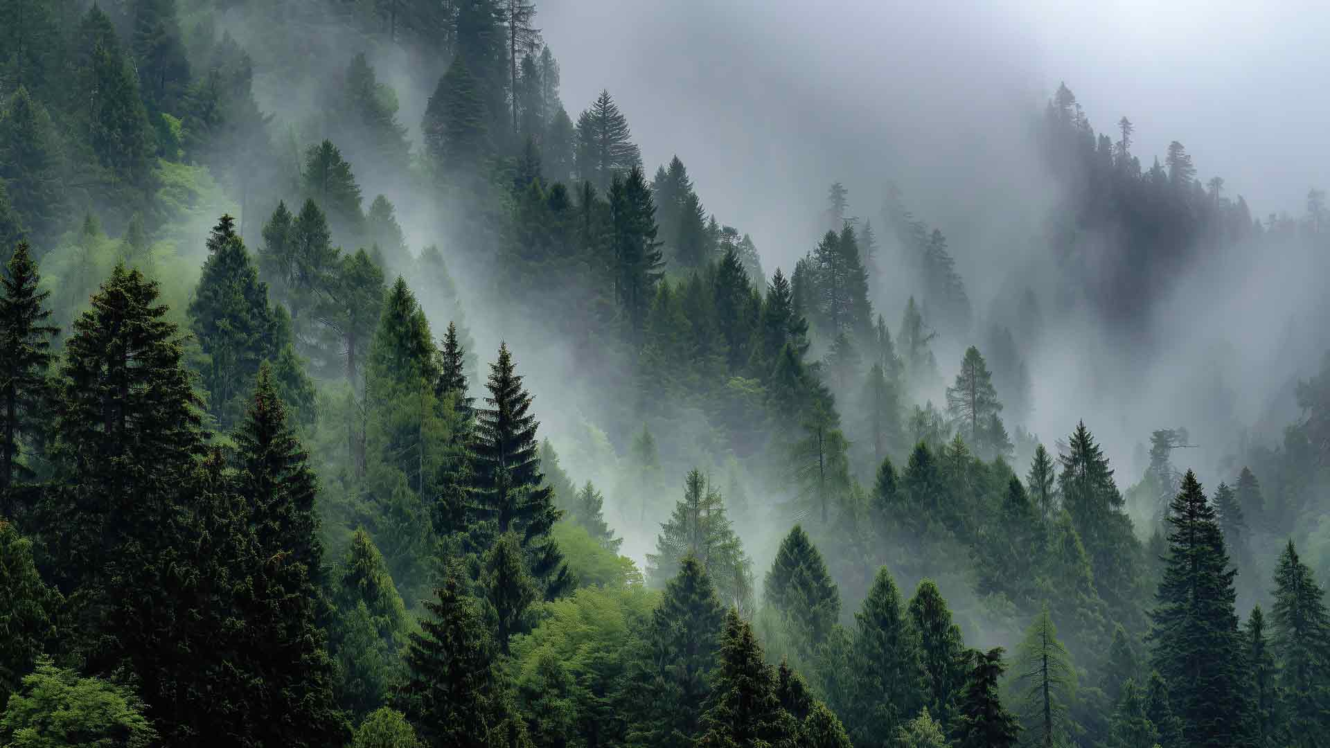早晨雾蒙蒙的森林山脉茂密的松树林