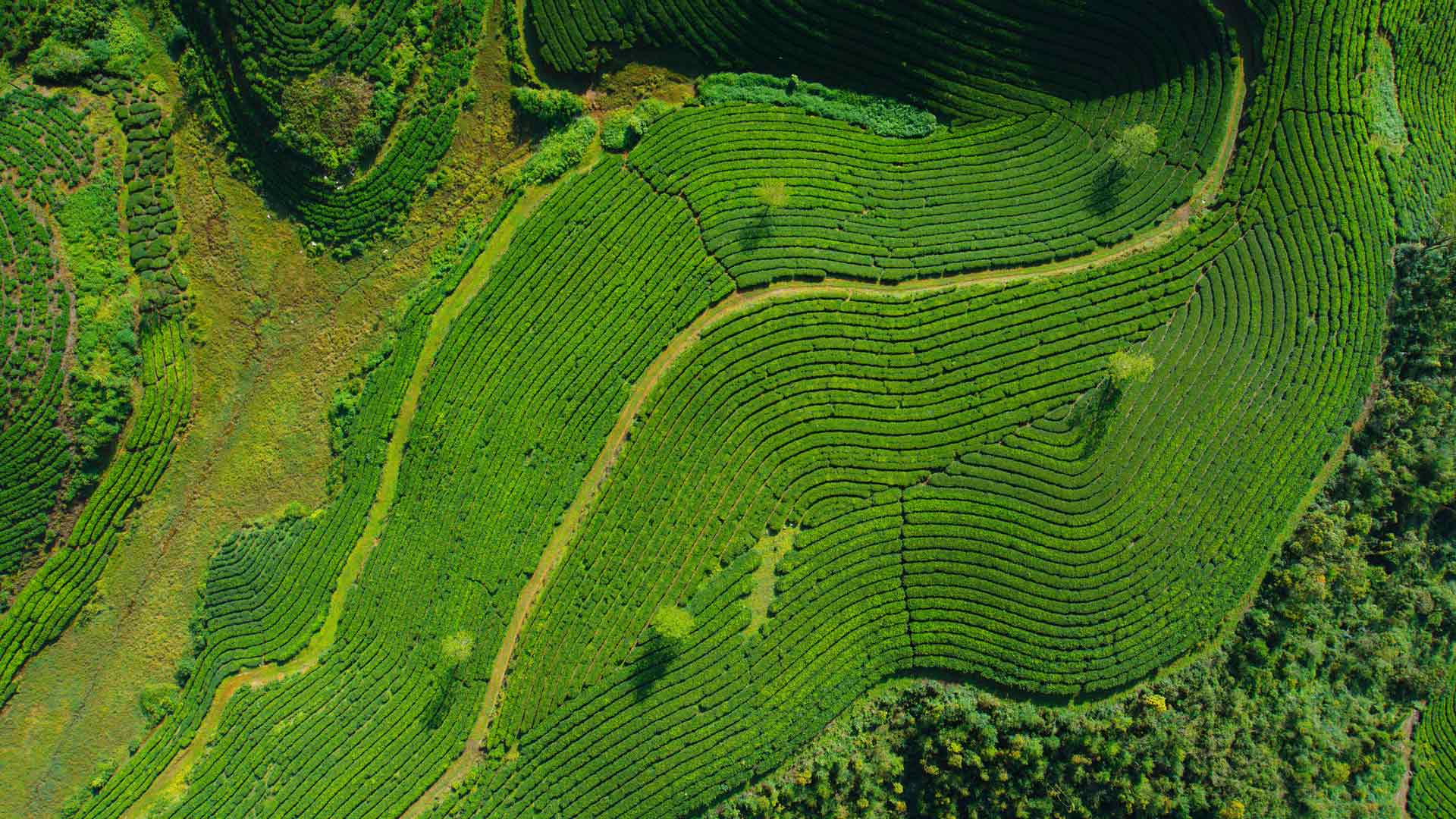 俯瞰茶园桌面壁纸