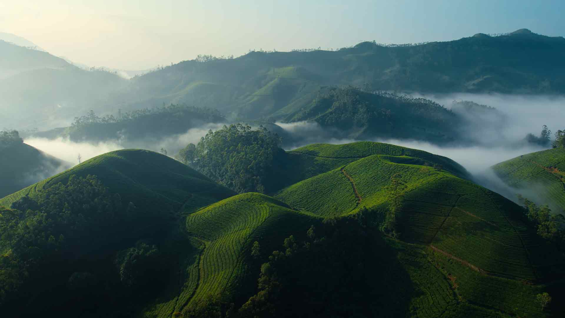 茶园日桌面壁纸