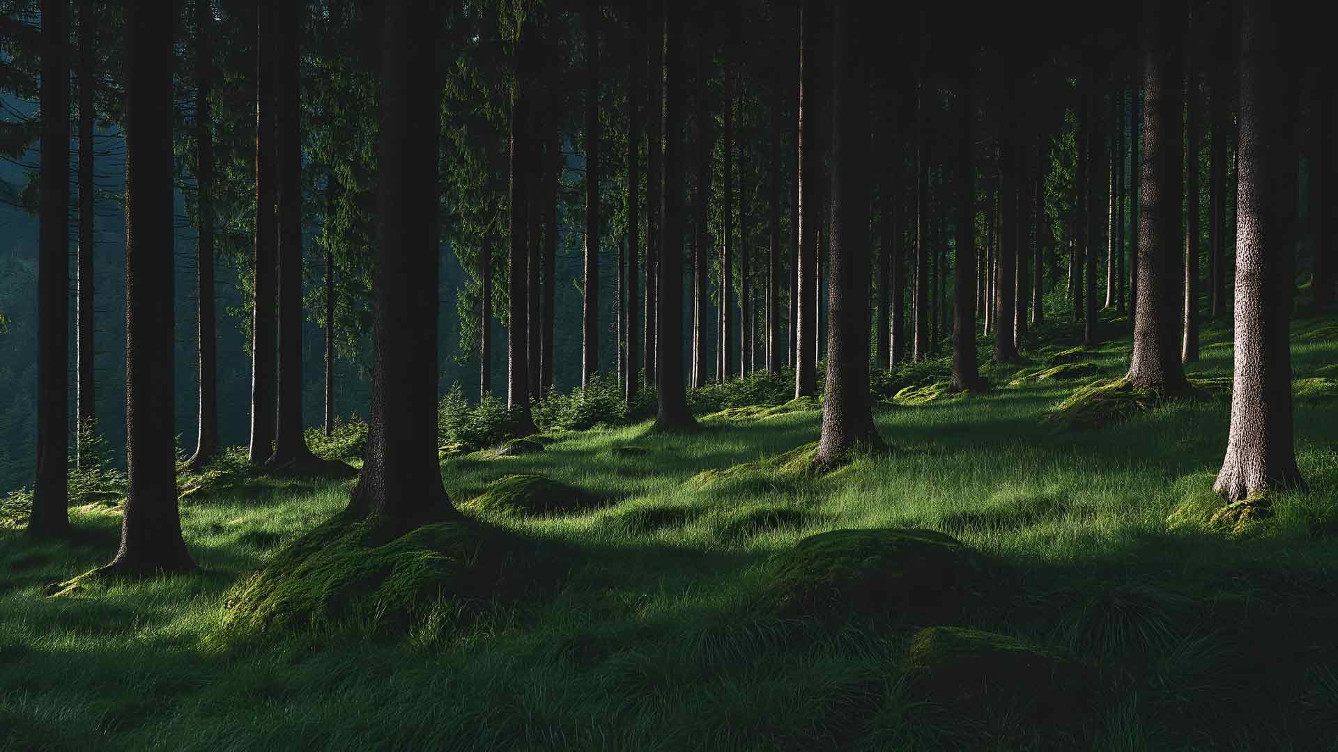 黑暗魔法森林苔藓地面与阳光桌面壁纸