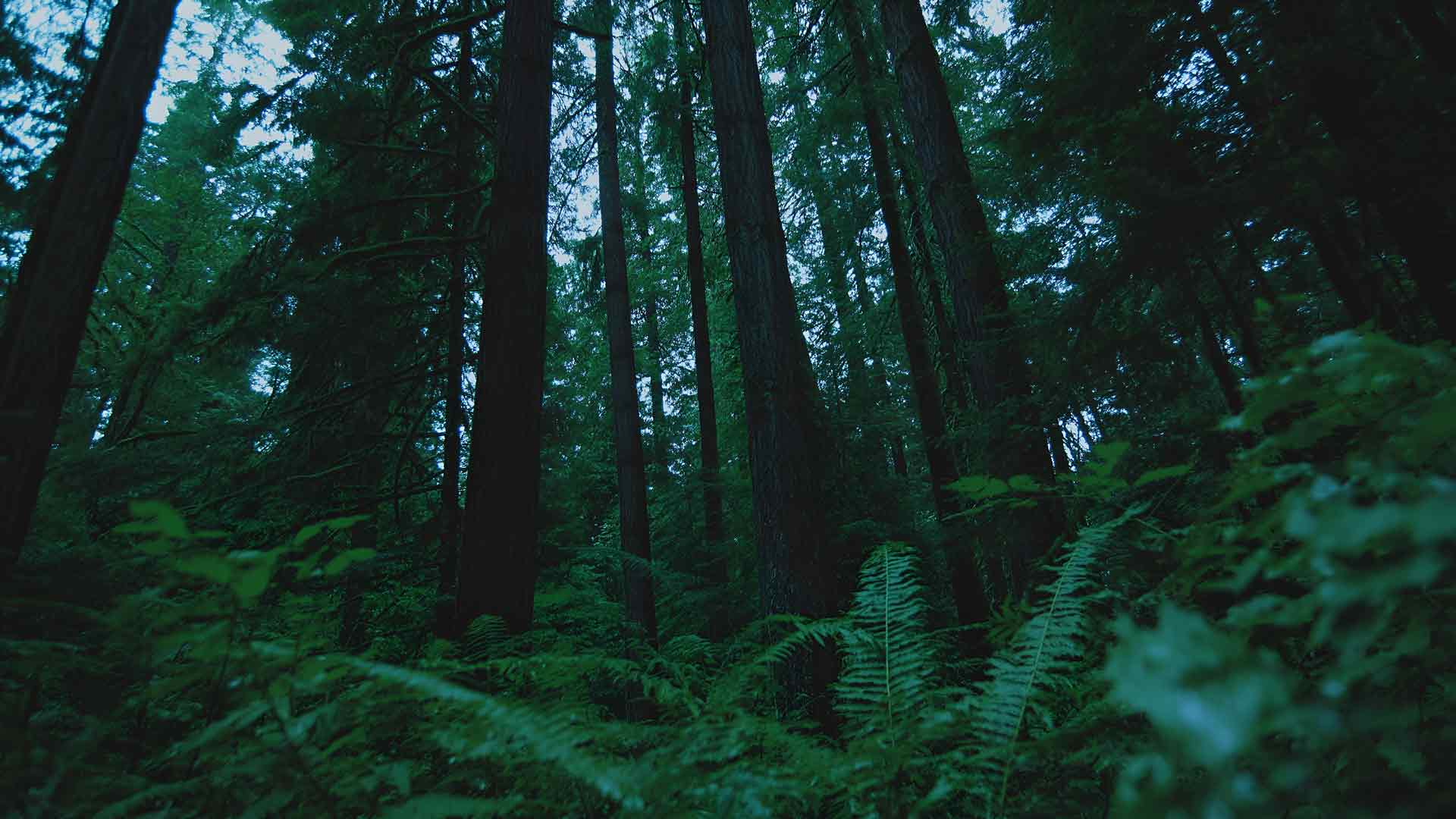 黑暗森林，郁郁葱葱的绿色灌木丛，高大的树木桌面壁纸