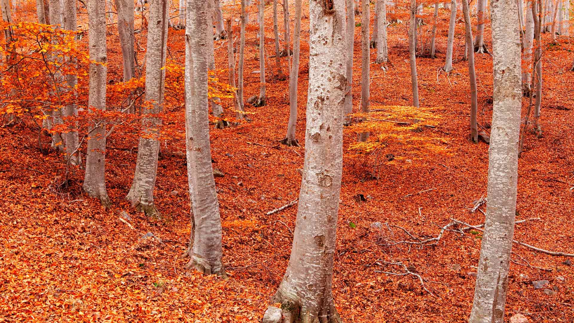 佩尼亚罗亚山毛榉森林, 蒙卡约自然公园, 萨拉戈萨, 阿拉贡, 西班牙